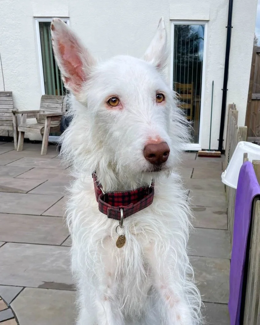 One for the fuzzy lovers 🤩 Meet Babu 🤍

6 years old | Large (26kg) | UK based 🇬🇧

Babu is a big, gentle soul. Once he trusts you, he&rsquo;ll quietly come over, rest his head in your lap and stay there, soaking up every bit of affection. He&rsquo
