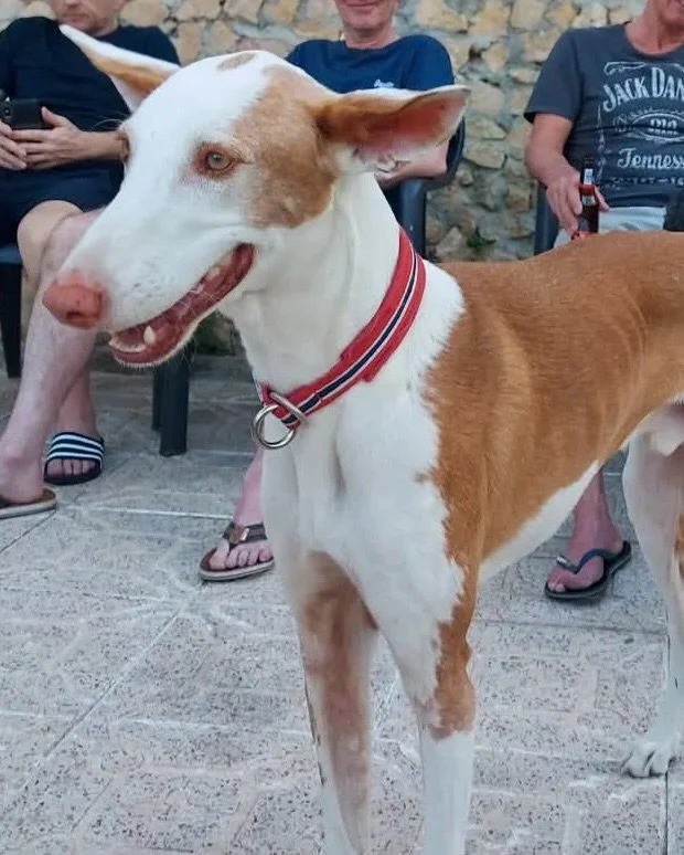 Darwin - just turned 7 years old 🤩

This absolutely wonderful boy was bred by a well known hunting kennel in Spain that breeds dogs to show all across Europe. He comes from a pedigree line and has not known hardship, but that doesn&rsquo;t make him 