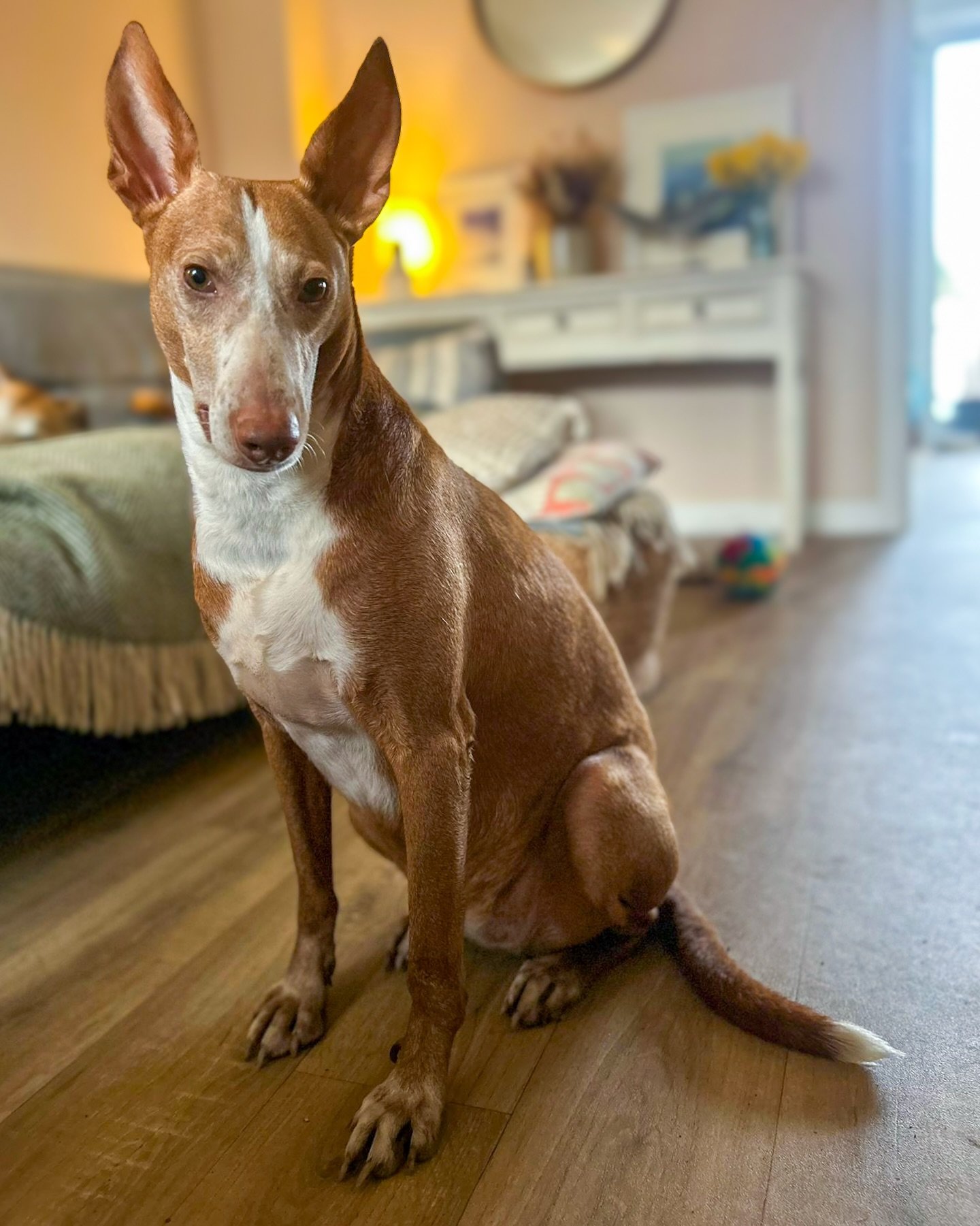 Kiara is in the UK and available for meet and greets 🇬🇧

This gorgeous 5 year old girl has been in foster for a couple of months now and after a long stint in kennels in Spain adjusted brilliantly to home life. This is what her foster mum has to sa