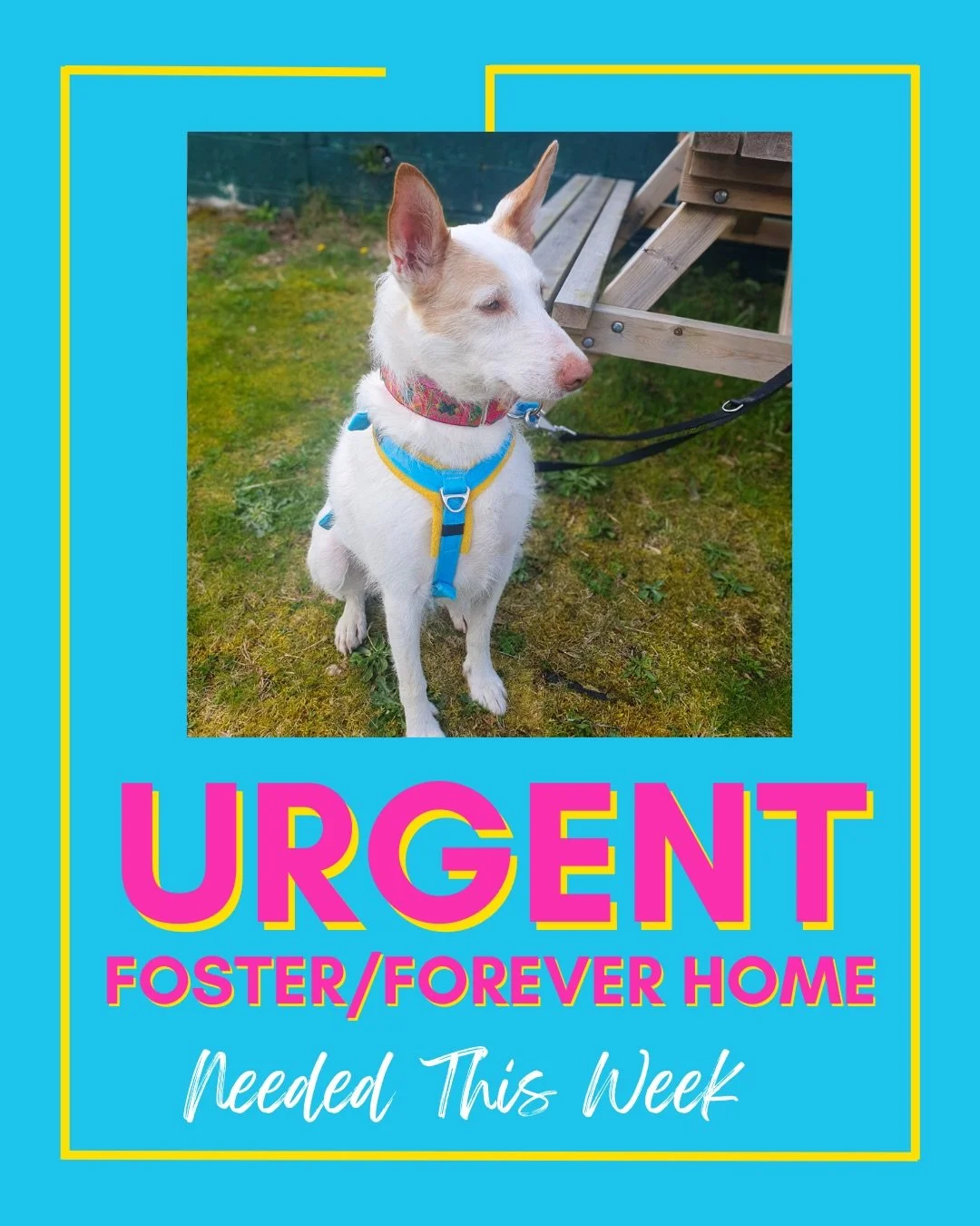 6 year old Vivian is in need of a new home due to sad personal circumstances. She had been living in the UK for a few years before being signed over to a vet practice who reached out to us to see if we could help. After tracing her original rescue we