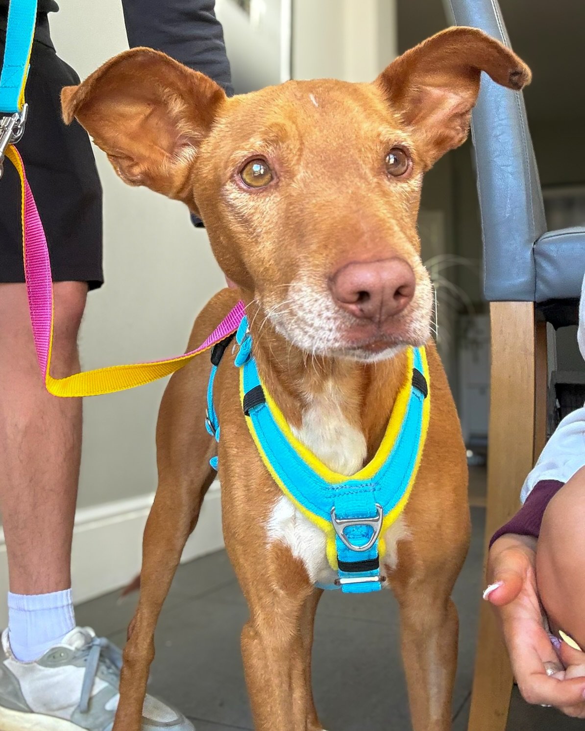 8 new arrivals this week 😍 (and one big thank you!)

Just look at this gorgeous gang getting used to life in their new homes. It&rsquo;s honestly so rewarding to see them relaxing into their happy ever afters 💛🩵🩷

We&rsquo;re so grateful to all t