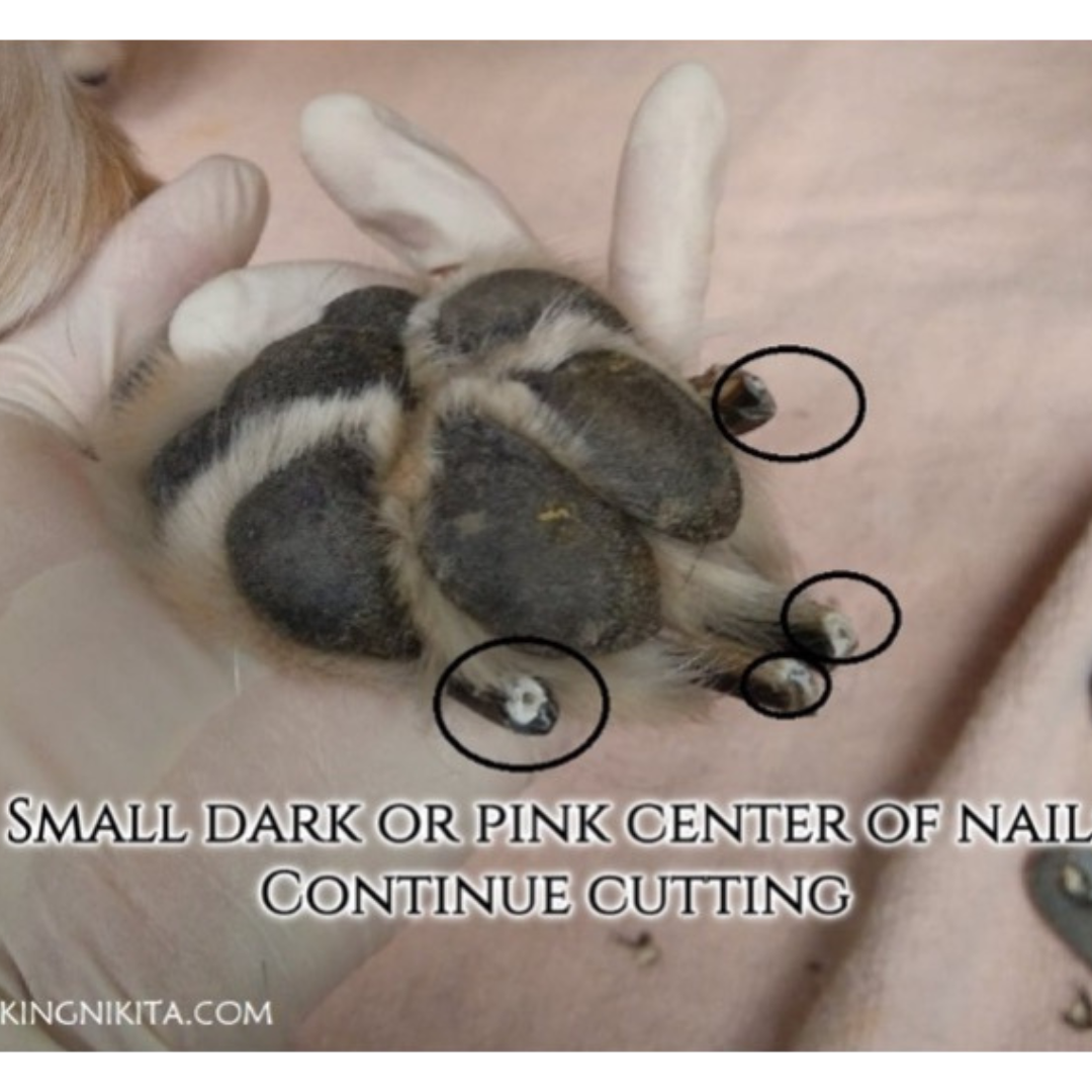 HFP 2025 Merch (1).png