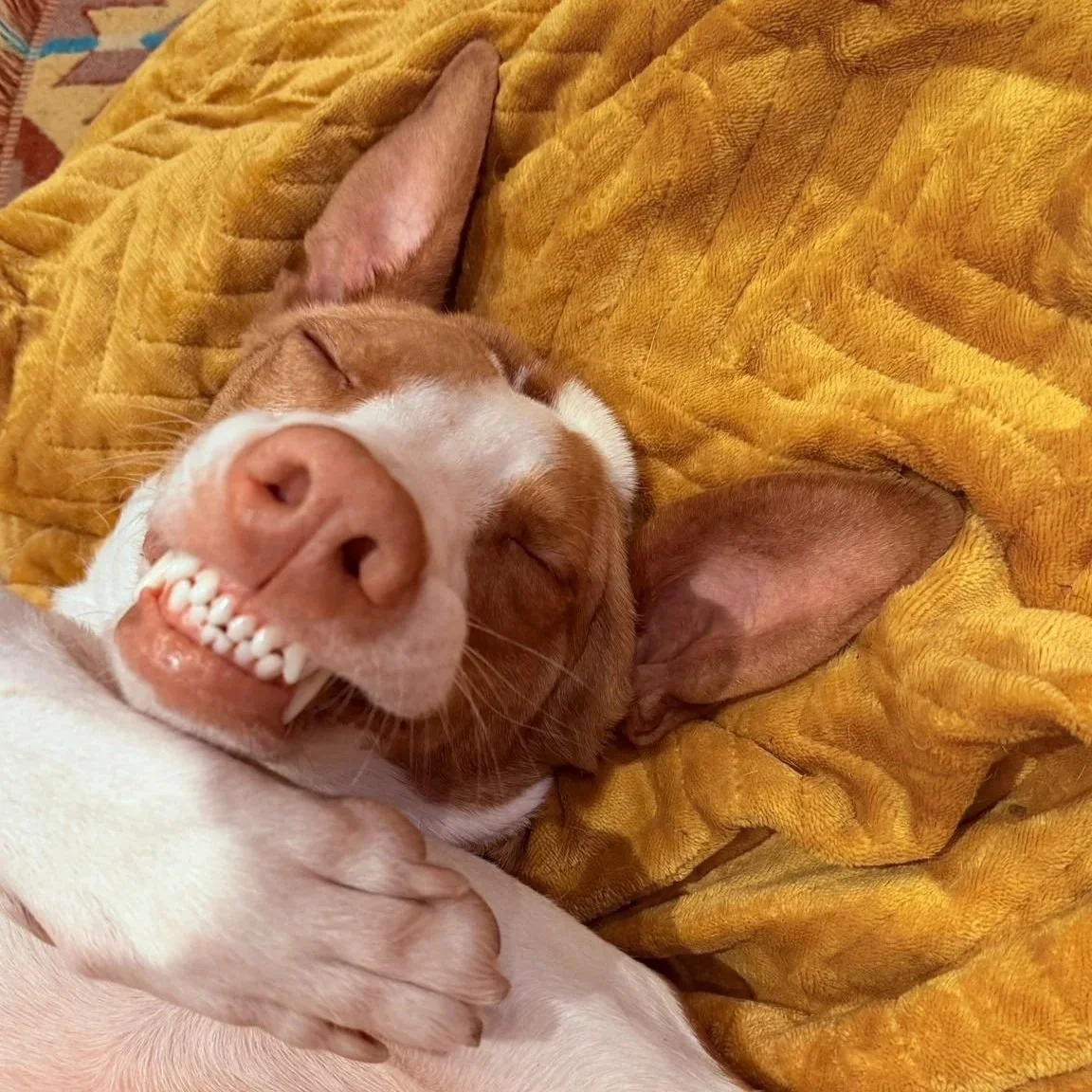 Podenco Health &amp; Training - Maintaining Healthy Teeth &amp; Nails