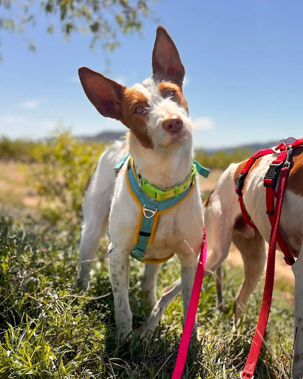 ⏰ One spot free on the Happy Bus. One week to fill it. 13 hopeful faces 🍀 

UK transport arriving on 16th May is almost full &ndash; could YOU be the missing piece for one of these podencos? GET IN TOUCH! 🩷🩵💛

Full profiles on our website, key de
