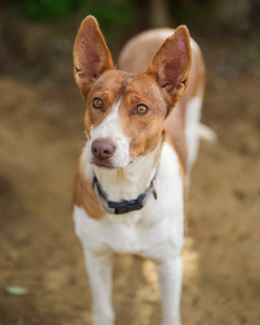 Look at this gorgeous girl! Welcome Martina 😍

She is 5 years old and medium sized at 14kg. Martina had been living on the streets for some town and was in quite a bad state. A lady who was feeding her asked one of our partner kennels for help and t
