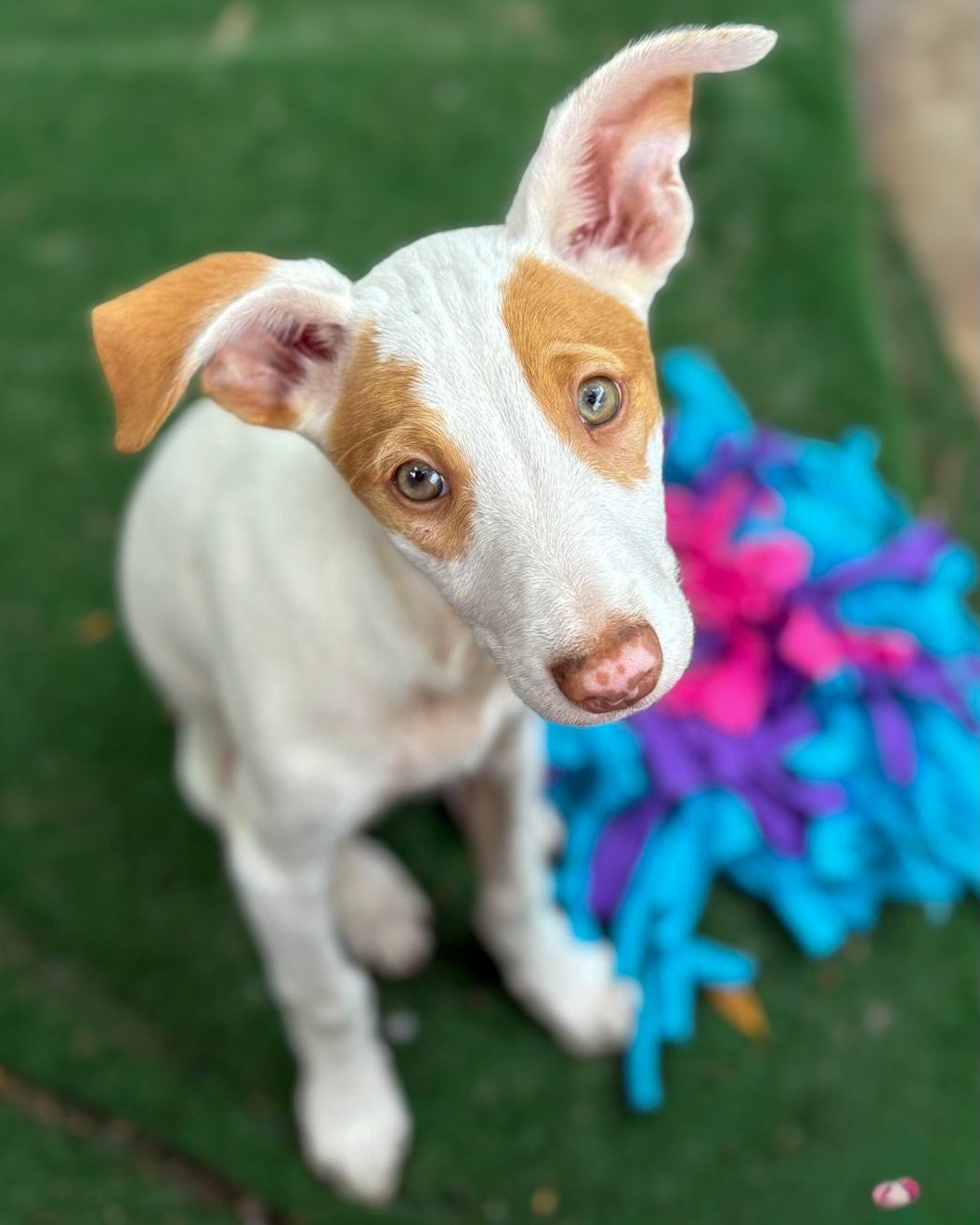 SHOW ME THE PUPPIES 😍🤩

Look at our wonderful pups, all waiting for their forever homes. 

Cosmo (2 eye patches) and Mars (1 eye patch) were born in late Jan so are 3 months old. The Peaky Blinders pups Esme (Brindle with large white blaze), Ruby (