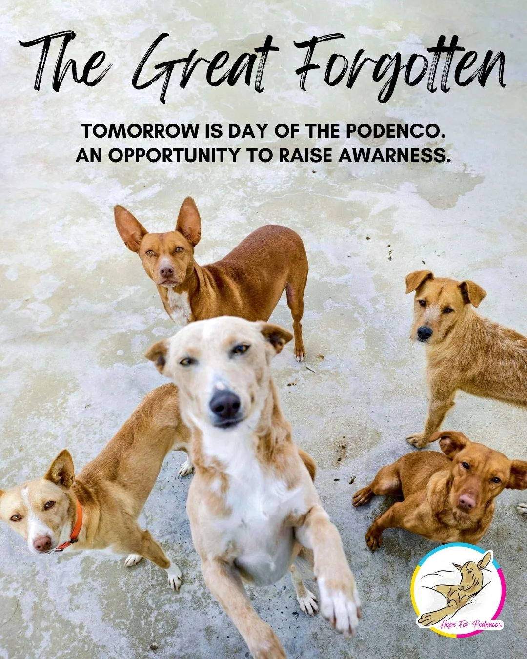 Tomorrow, 1st May is Day of the Podenco.

Across Spain, thousands of these dogs are still waiting, often overlooked simply because of their breed.

They are known as &lsquo;The Great Forgotten&rsquo;.

Tomorrow we&rsquo;re sharing a post that really 