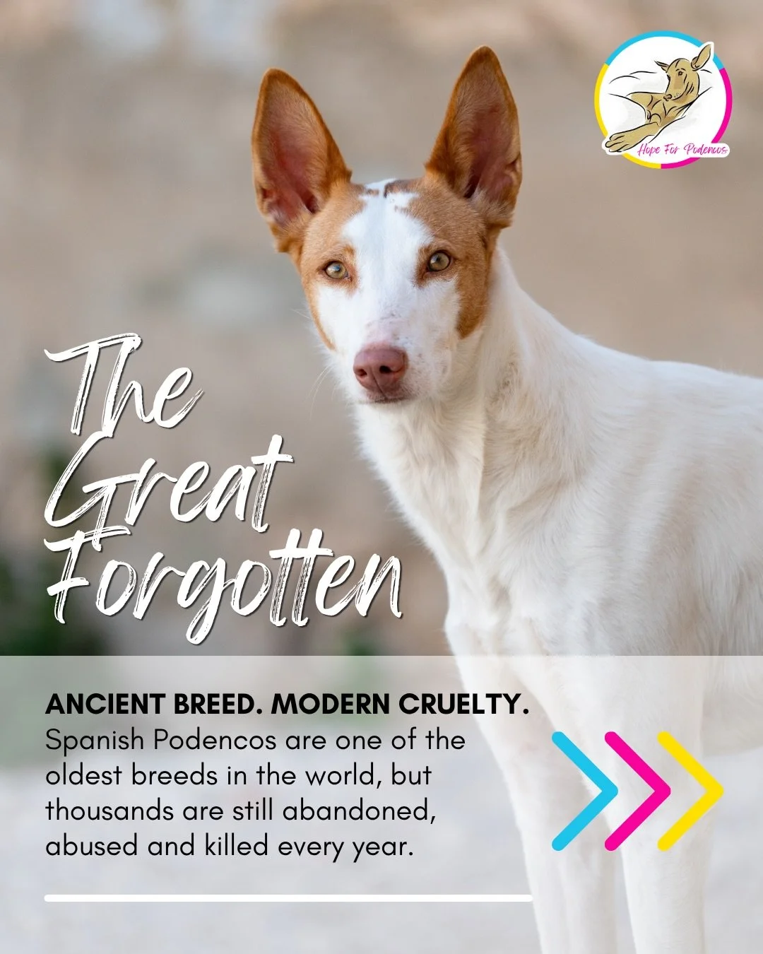 Today, May 1st, is Day of the Podenco.

A day to raise awareness of one of Europe&rsquo;s most overlooked and mistreated dog breeds. Known as &lsquo;The Great Forgotten&rsquo;. 

An ancient breed. A modern injustice.

Across Spain, thousands of Poden