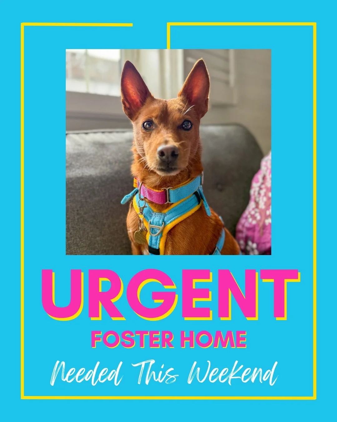 🚨 URGENT🚨 Sweet Rusty is in need of a dog free foster this weekend in the UK 🙏

He&rsquo;s 7 years old and just 8kg. He travels well in the car, settles nicely in the home, knows basic commands and will happily give you a paw for a treat! He&rsquo