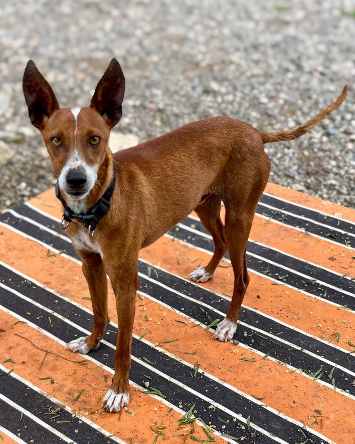 Bambi is looking for his forever home 🏡

Bambi is an 18-month-old Podenco boy weighing just 6.5kg 🥺

He was found wandering alone in the countryside in Spain, unsure where to go or who to trust. Thankfully, he was rescued and is now thriving in a w