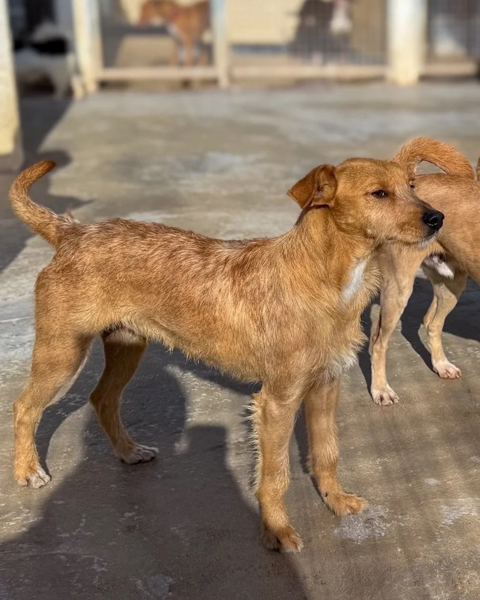 Simba is booked on the Happy Bus arriving in the UK on 16th May but sadly, he has been let down at the last minute meaning he needs another home offer so that he doesn&rsquo;t lose his opportunity 😢

He is a fantastic young chap - he really does hav
