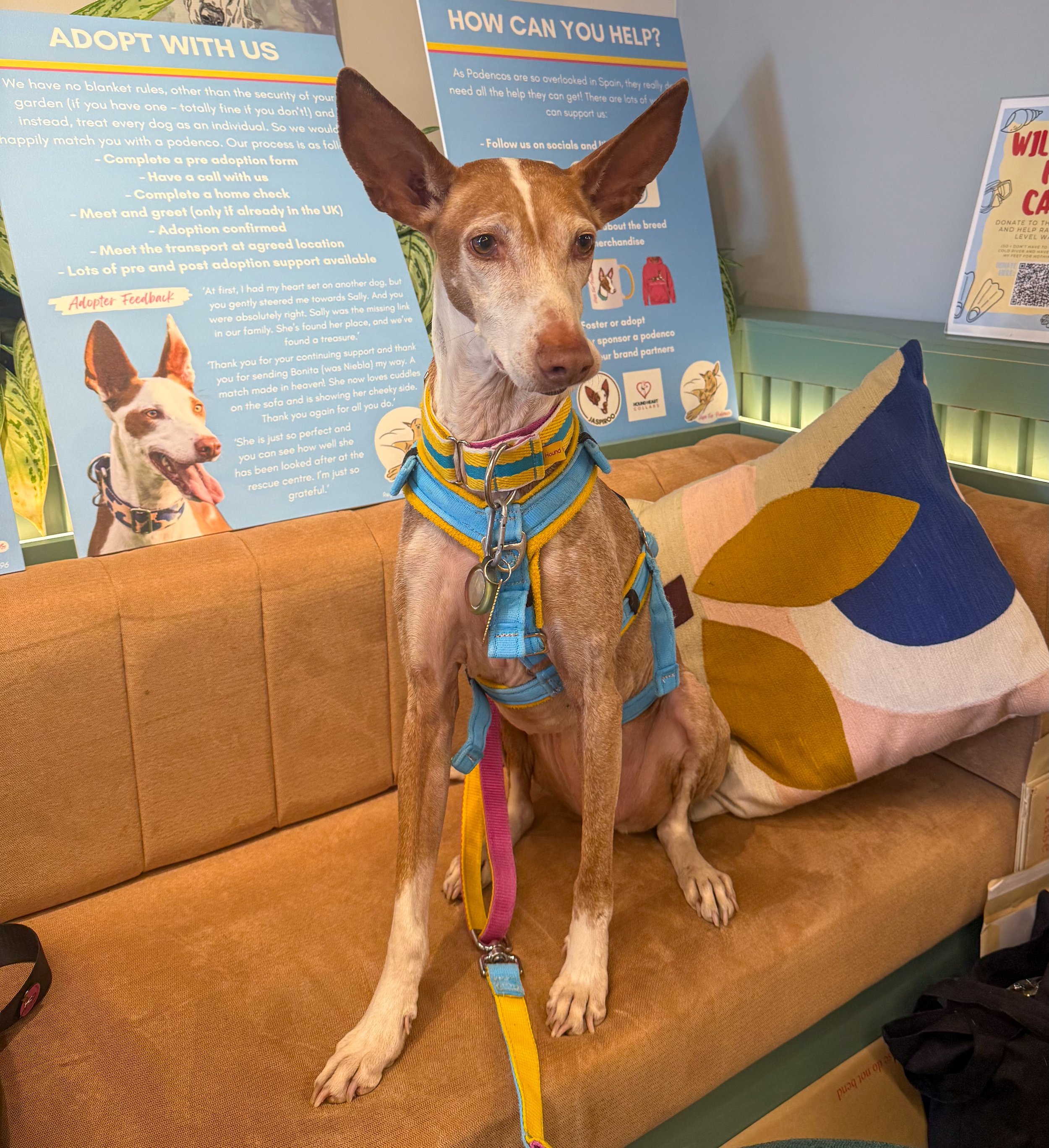 Raising Awareness 💛🩵🩷

On Wednesday we were invited along to the @workclockwise offices in Cheltenham to spread awareness of Podencos and their plight in Spain. We set up in the foyer and spoke to lots of people about the breed, the legislation th