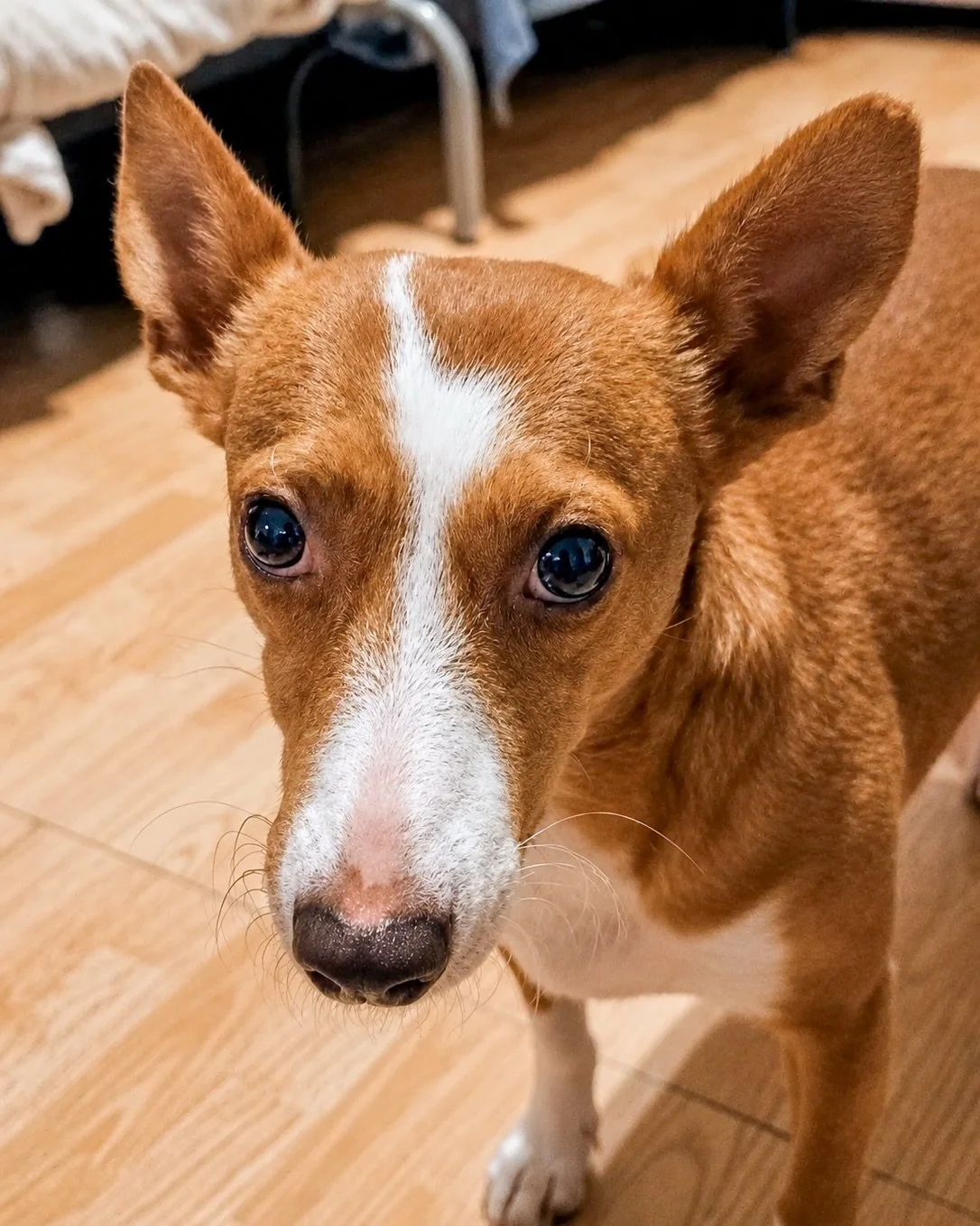 Introducing India! A tiny Podenco Maneto with a big character 🩵🩷💛

India is 6 years old and weighs just 7kg. She was rescued from a tricky situation where she wasn&rsquo;t being treated well and is now safe in foster in Spain. She&rsquo;s living i
