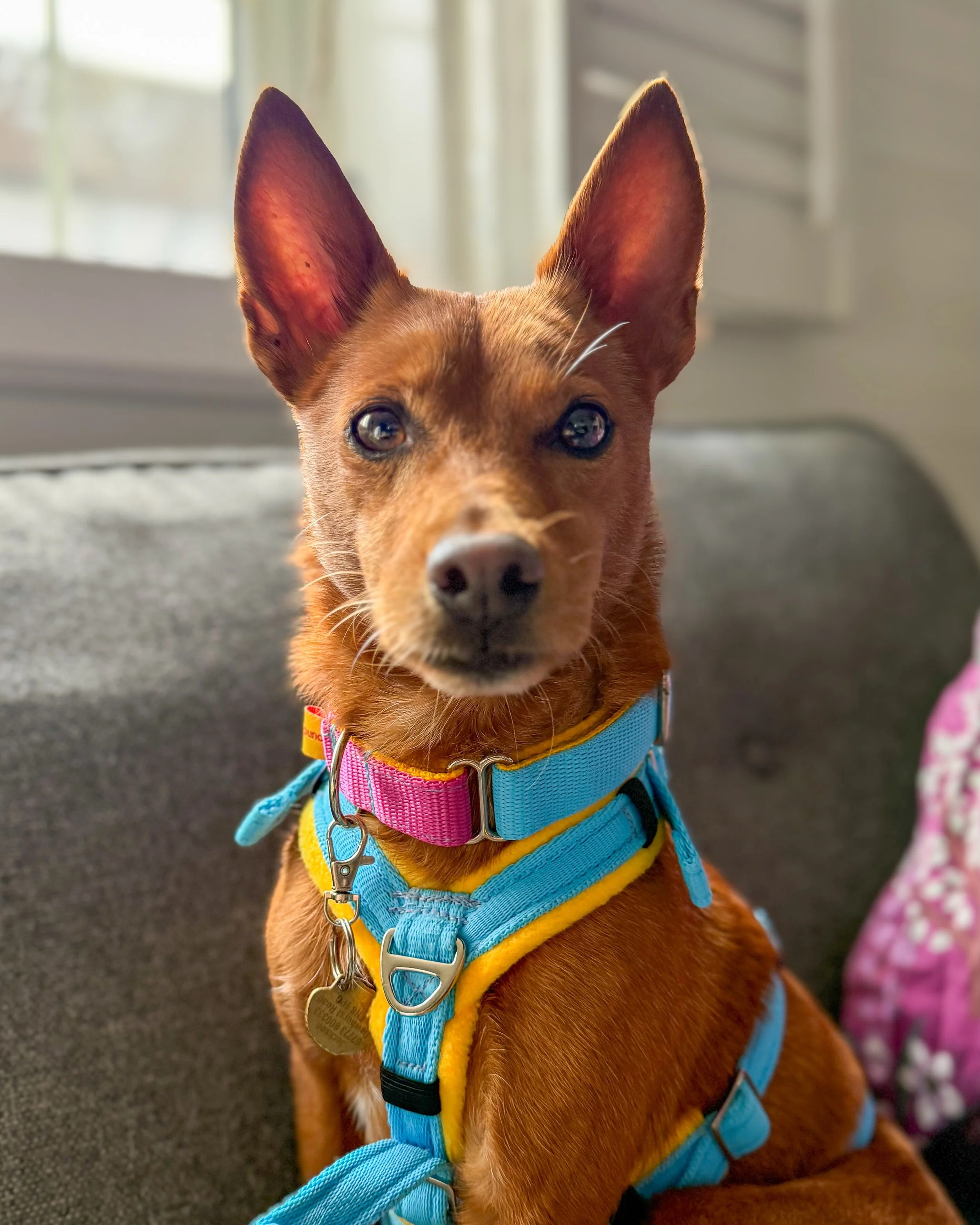 Handsome little fox-faced Rusty is ready to find his forever home 🩵🩷💛 he&rsquo;s in foster in the UK and we can arrange meet and greets!

This tiny podenco has settled beautifully into foster life and has completely charmed everyone he meets. At j