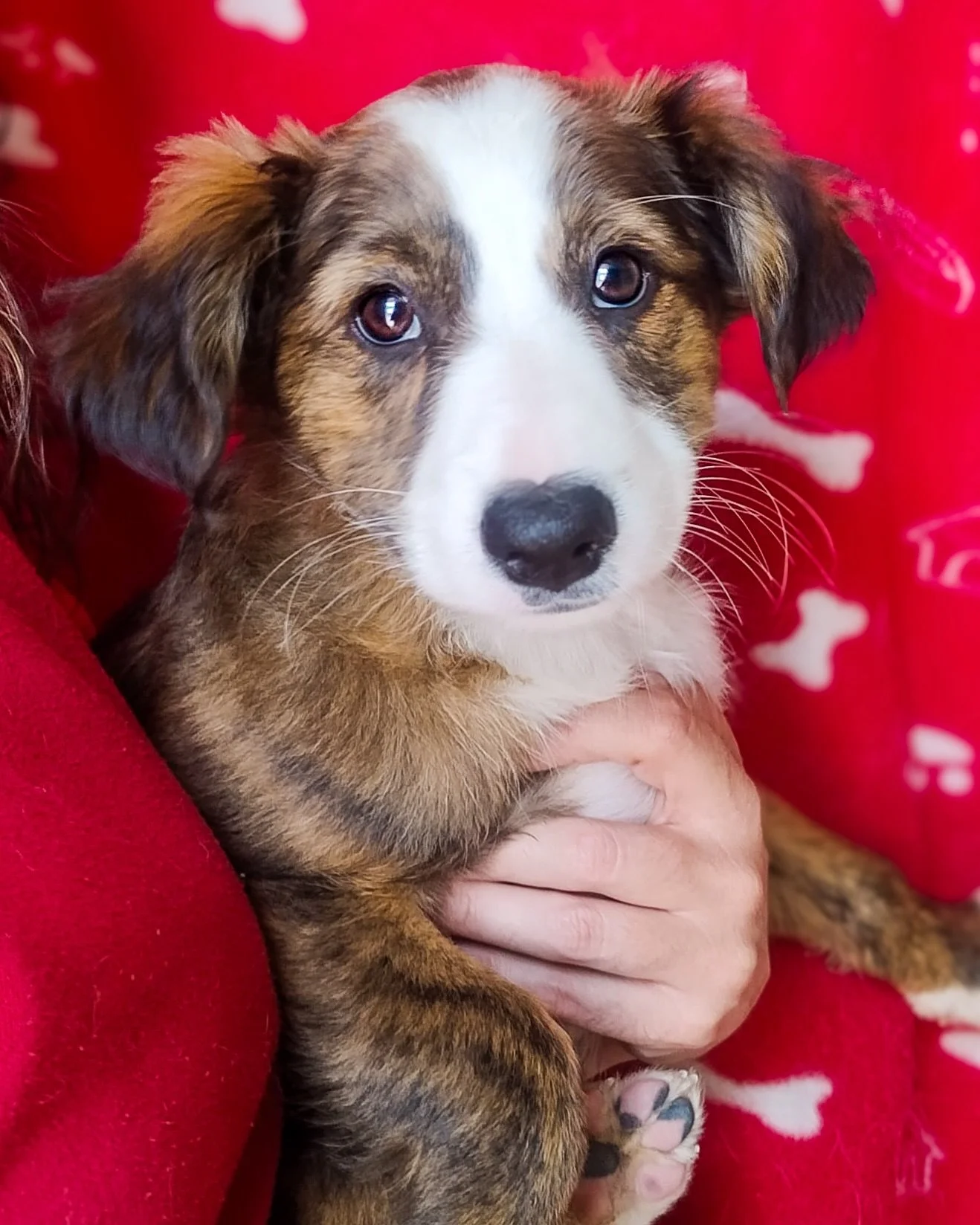 4 of the Peaky Blinders pups are still waiting for their forever homes 🤩

These gorgeous pups are podenco crosses - mum is a small sized Podenco but we don&rsquo;t know about dad for certain. They were born at the shelter so have only ever known lov