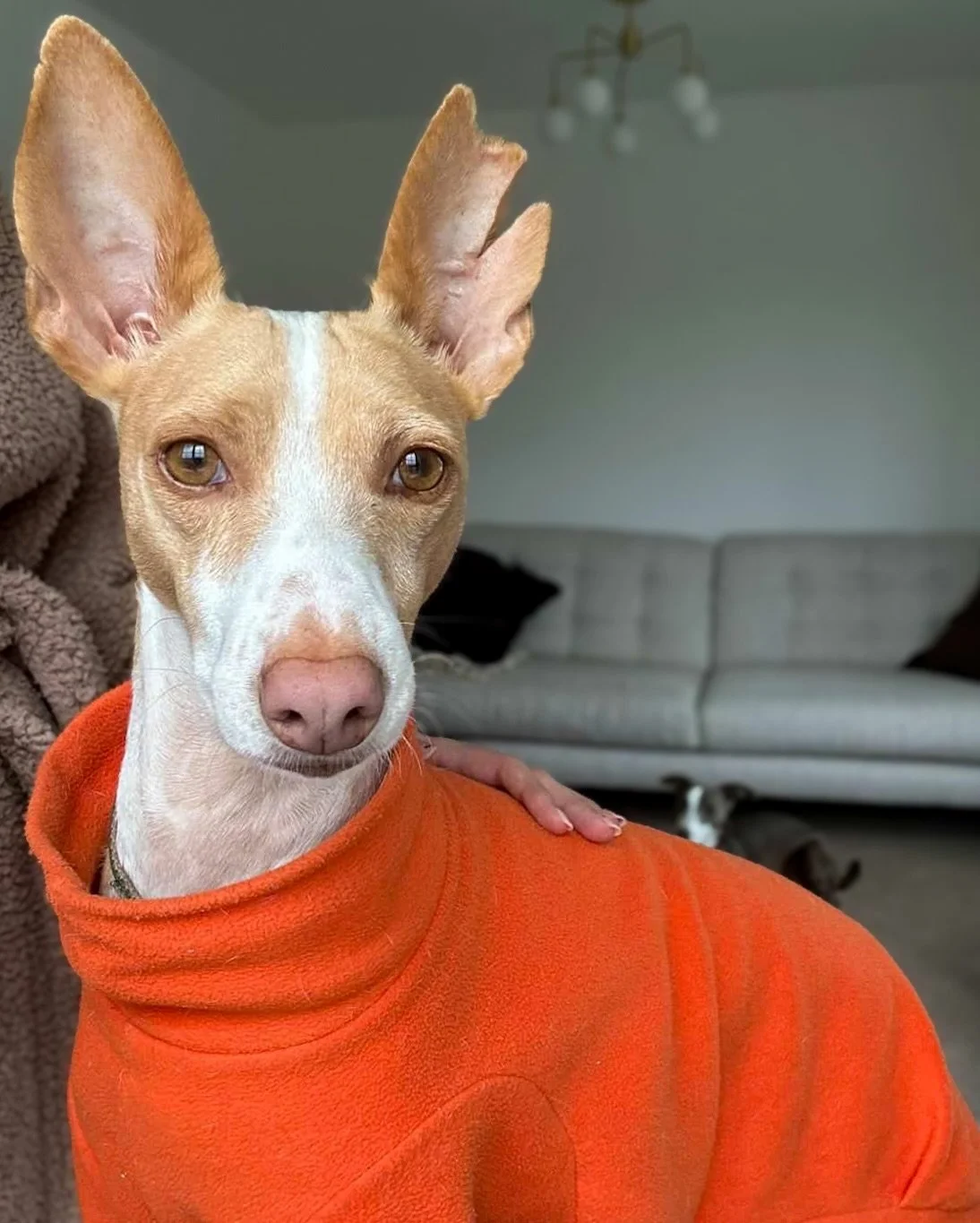 Our wonderful adopter @jamesjottley who adopted gorgeous little Lyra from us a couple of years ago is running this years Edinburgh Marathon next Sunday and raising money for us 🩷🩵💛

Fundraising is such a vital part of how we operate and allows us 