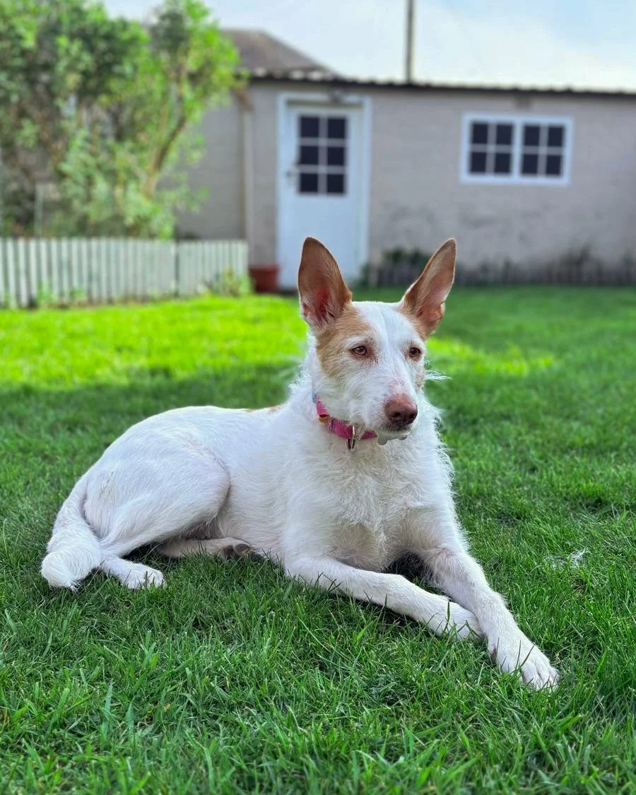 Vivian is ready for her forever home! 

She really is the sweetest girl - so easy going around the home, she happily settles and enjoys life! Her current 2 favourite things in life are tummy tickles and zoomies 😍 She really loves to tear round the g