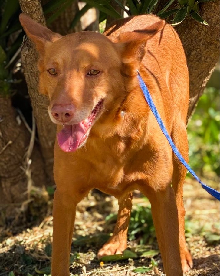 Santiago is waiting for his adopter to spot him - could that be you?

Just 3 years old and around 15kg, this beautiful tan feathered boy has already experienced being discarded when his hunter no longer wanted him. Since October 2025, shelter life ha
