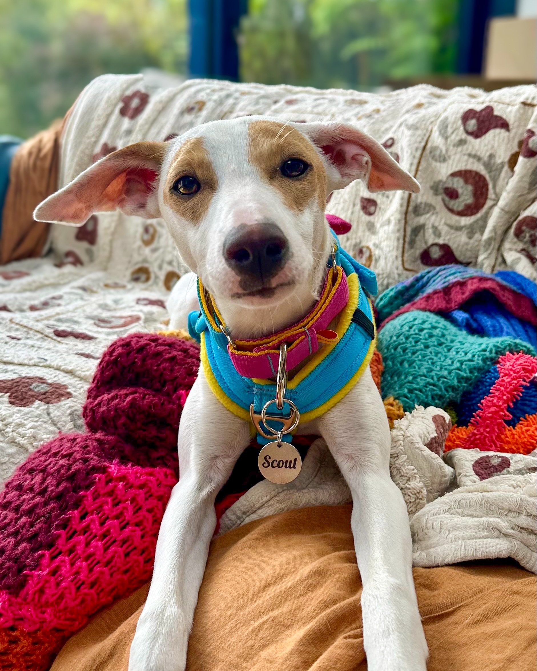 Seven Podencos. Seven new beginnings 💛🩷🩵

This weekend, seven of our dogs arrived safely into foster or forever homes, and every single arrival reminds us why this work matters so much.

Some arrived nervous. Some overwhelmed. Some quietly taking 