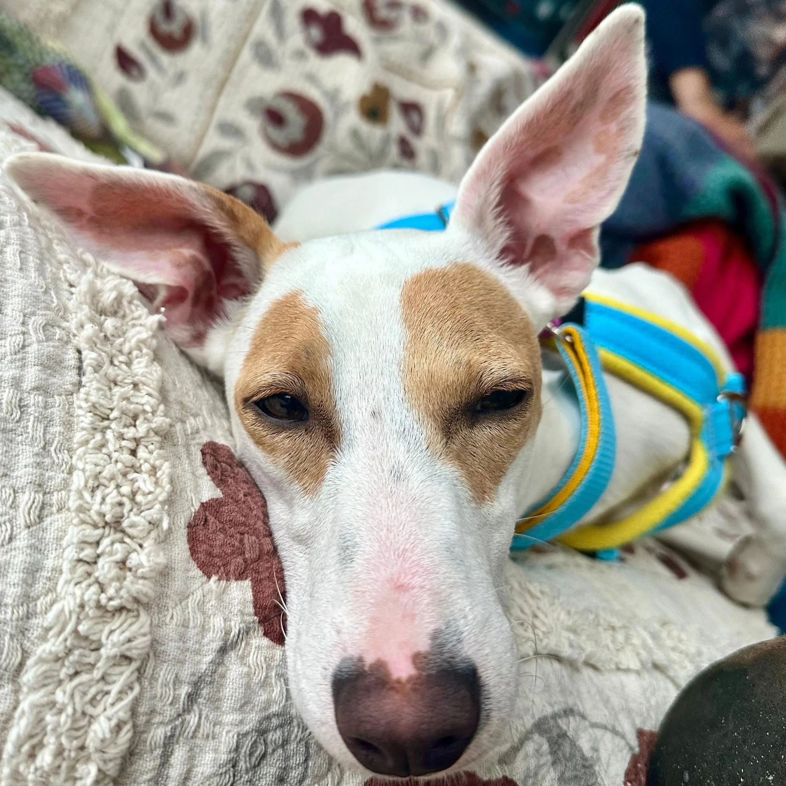 SCOUT (Heidi)