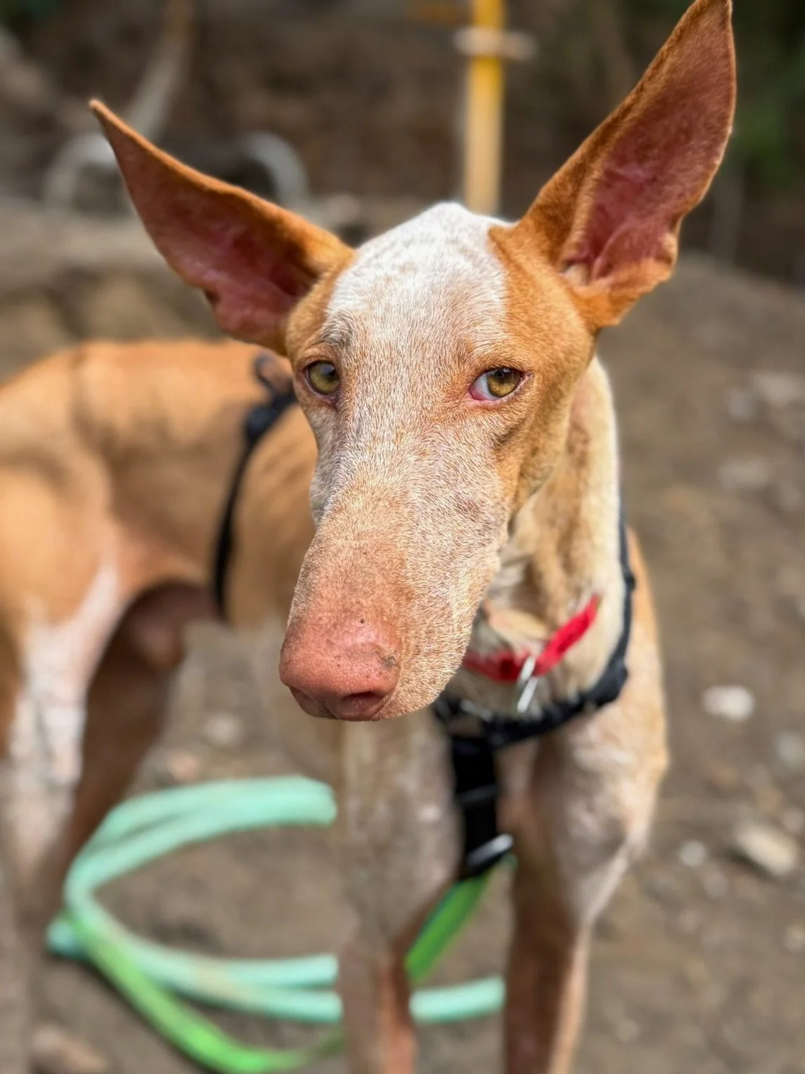 Jelle 🩵🩷💛

Look at this MAGNIFICENT boy 😍 Jelle has already come such a long way.

After moving from Fuerteventura to mainland Spain, the world felt pretty overwhelming for him at first and he needed a couple of weeks to decompress and adjust to 