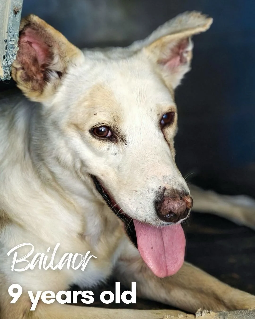Many of you were touched by Flamenca&rsquo;s story this week.

At 12 years old, after a lifetime spent with a hunter, she was handed over and found herself searching for a home for the very first time.

What many people don&rsquo;t realise is that Fl