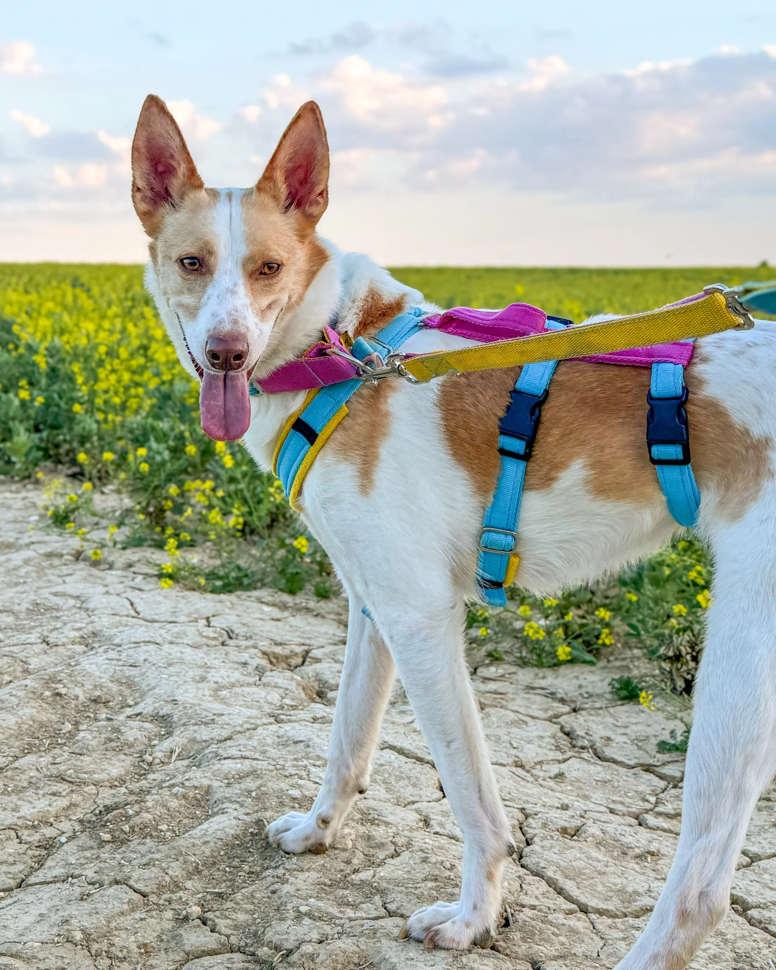 Dante is in the UK and looking for his forever home 🏡

He&rsquo;s 4 years old, medium sized and has the most magnificent fluffy donut tail you&rsquo;ve ever seen 🍩❤️ 

On top of that, he is such a fantastic allrounder. So calm and relaxed in the ho