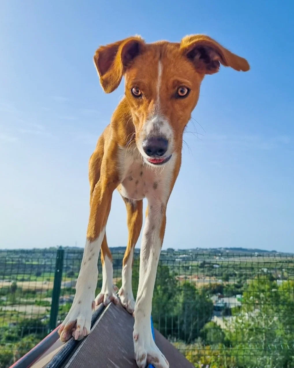 5 new faces that haven&rsquo;t graced our social media yet! These five really do show the stunning diversity of Podencos 🤩 Size, age, colour, coat and personality! All beautiful inside and out 🥰 

There&rsquo;s a podenco out there for (almost!) eve