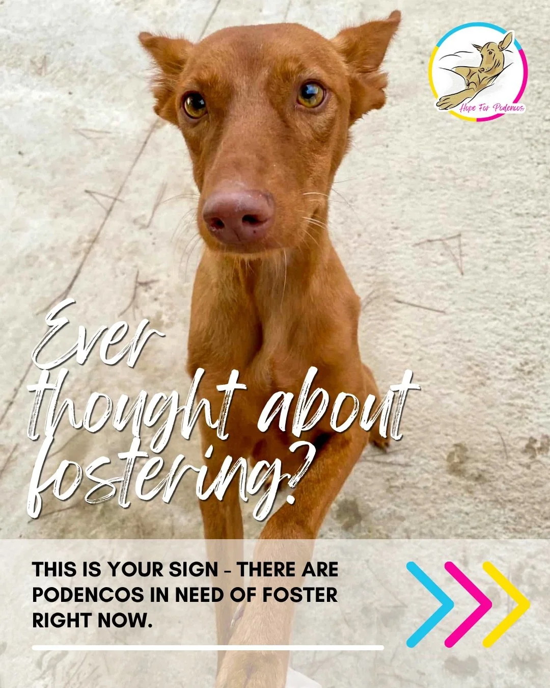 Have you ever thought about fostering?

For many of our fosterers, it starts with wanting to help just one dog.

A dog who&rsquo;s been overlooked in kennels. An older dog who deserves a sofa. A dog who needs a little time, patience and support befor