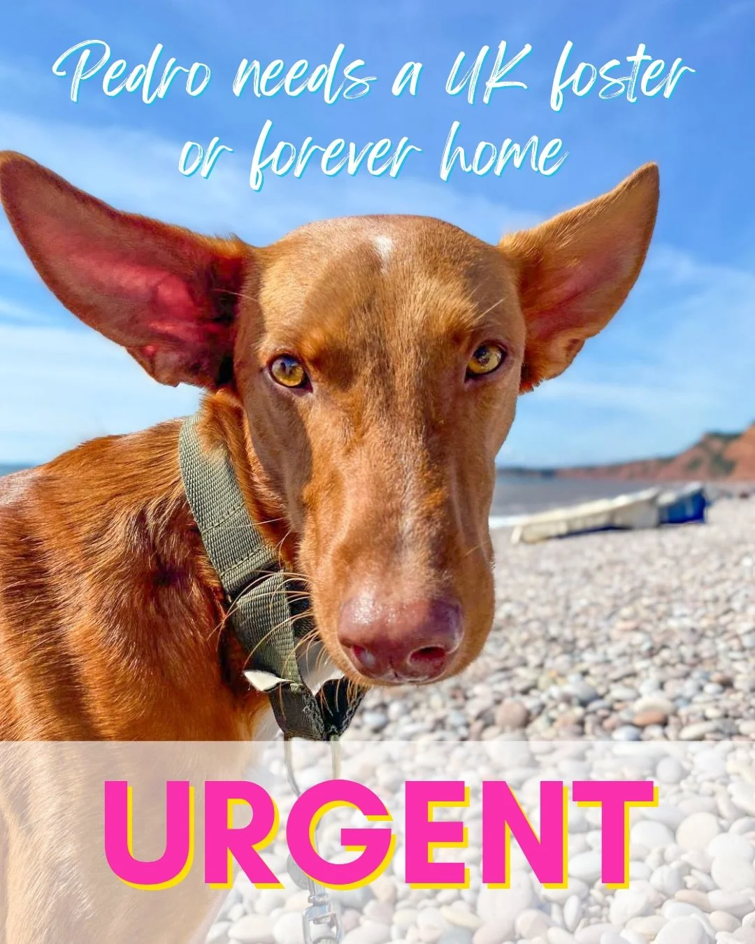🚨 URGENT UK FOSTER OR FOREVER HOME NEEDED FOR PEDRO 🚨

Through no fault of his own, Pedro urgently needs a new place to call home following a change in circumstances within his family.

Pedro has been in his home since he was just a puppy. He is no