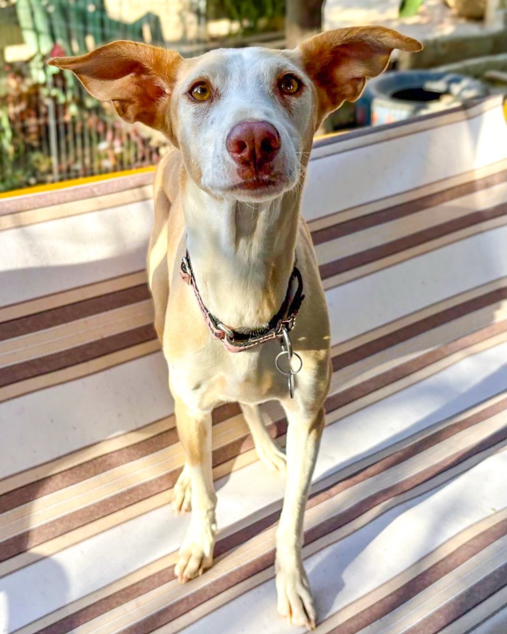 DOBBY IS A FREE ELF&hellip; but Foley is still waiting for his family 🥺

With those ears, those eyes and that expression, we know exactly who he reminds us of.

Unlike Dobby, though, Foley isn&rsquo;t looking for a sock. He&rsquo;s looking for a hom