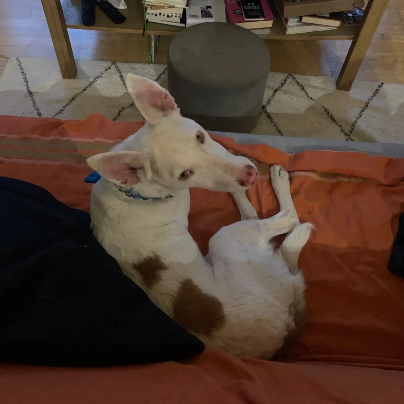 CHICO