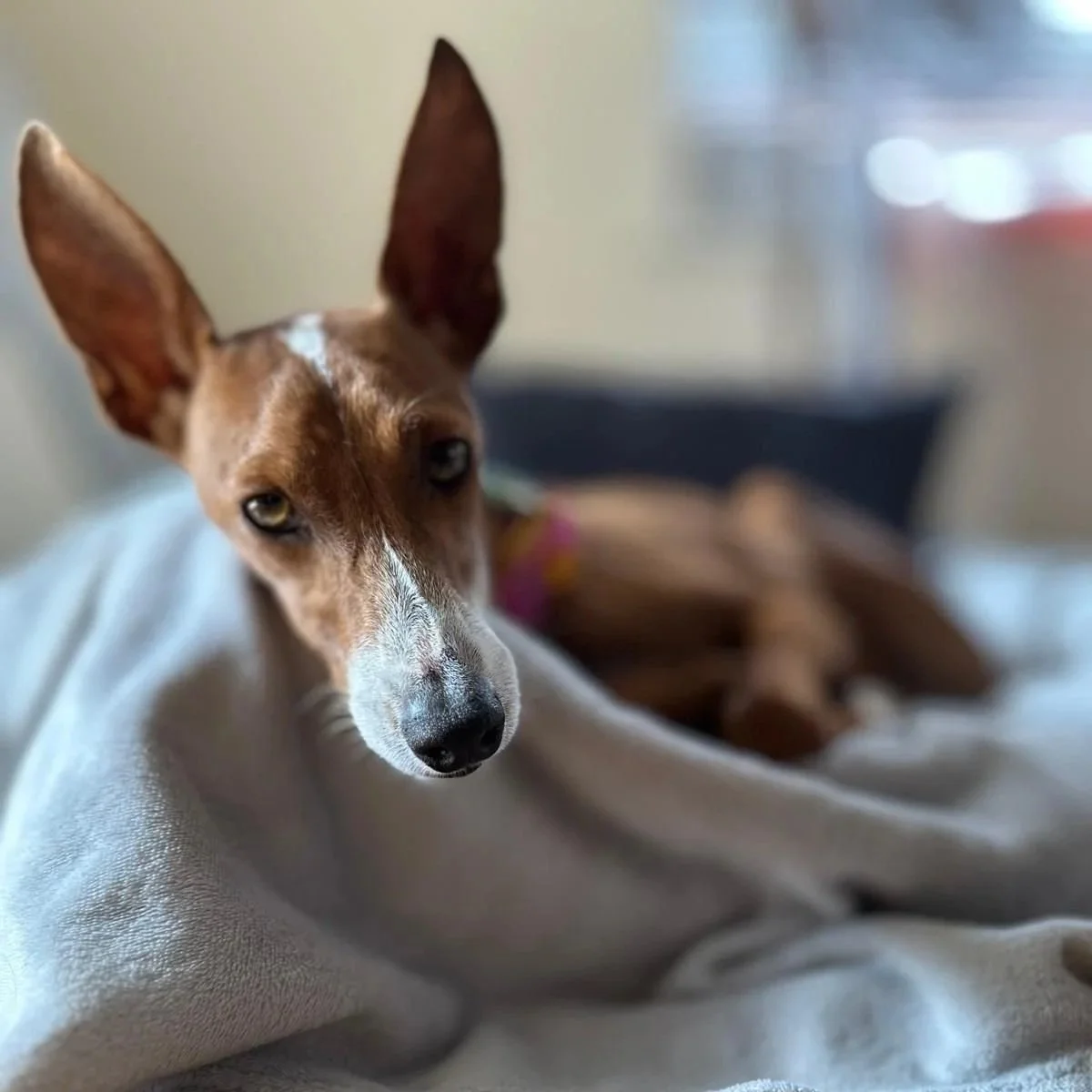 RAFI (Bambi)
