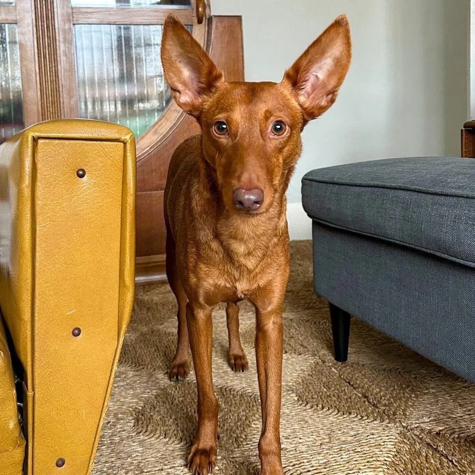Podenco Training - Adopting or fostering a nervous dog.