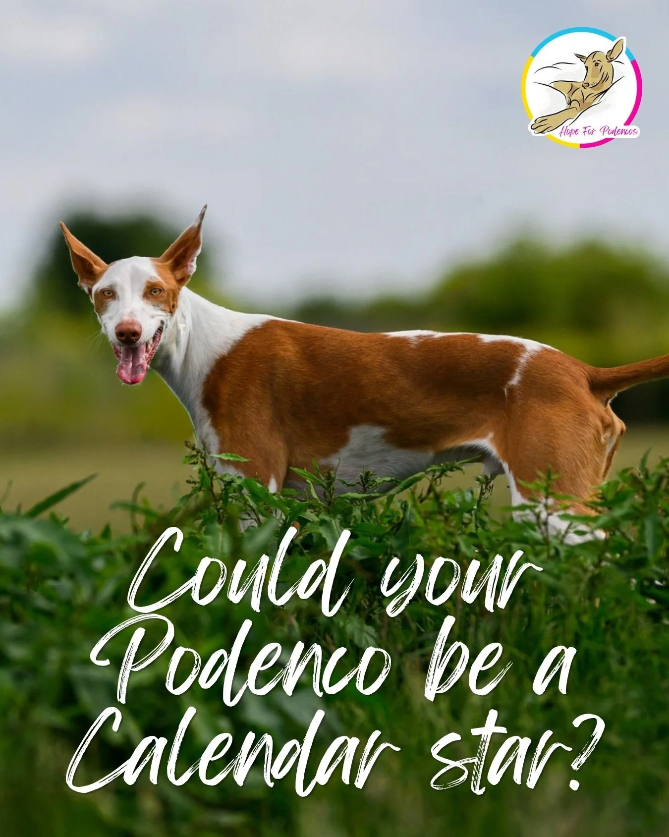 📸 Want your Podenco to feature in our 2027 calendar?

On the afternoon of Sunday 6 September, we&rsquo;ve hired a secure field in Rettendon, Essex, where award-winning photographer Chris Eley @chris__eley whose work has been recognised in Bird Photo