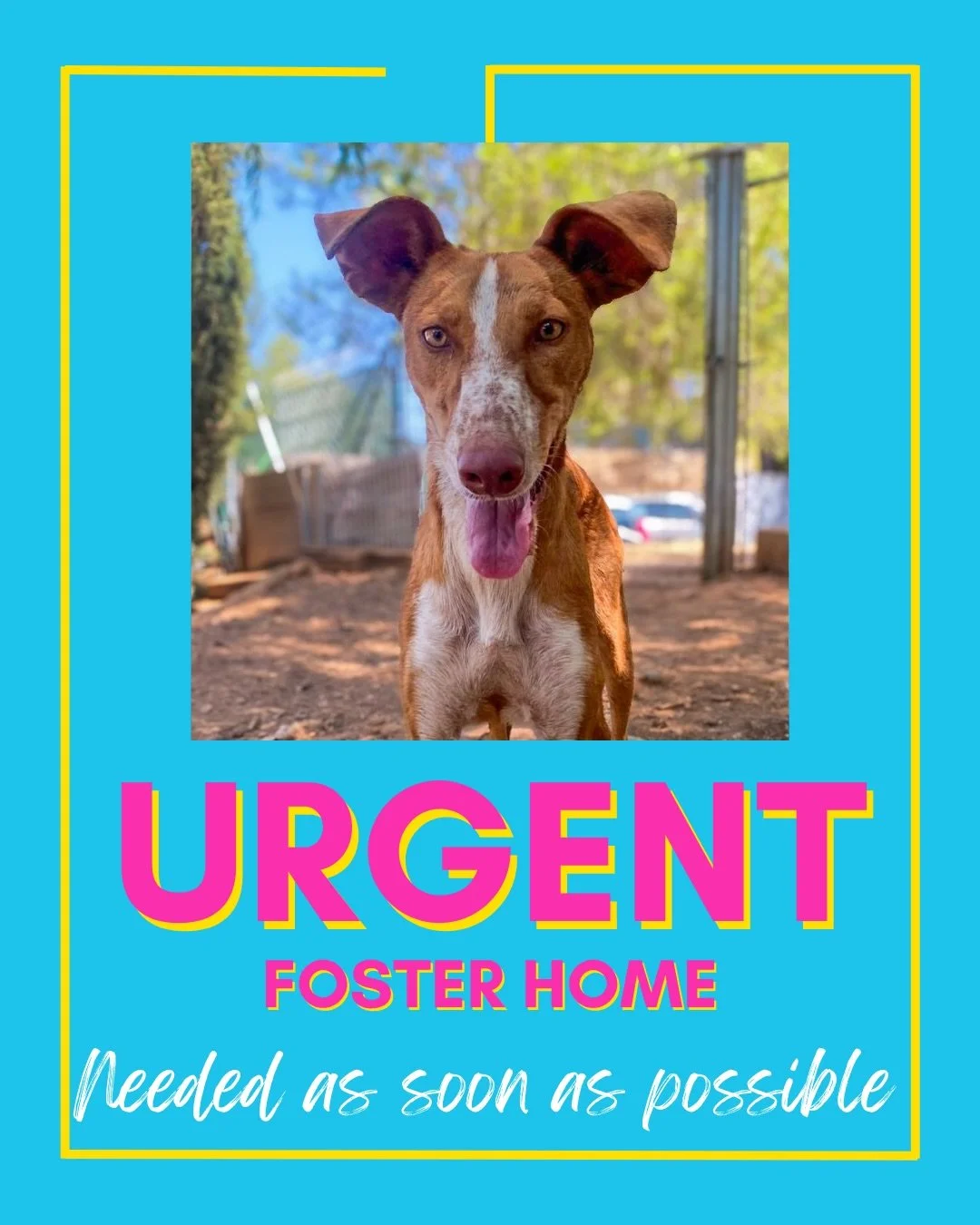 🚨 URGENT FOSTER HOME NEEDED 🚨

We&rsquo;re looking for a very special foster home for a female Podenco who needs our help urgently.

She&rsquo;s around 8 years old, approximately 21kg and has previously lived in a home. She can be nervous, but she 