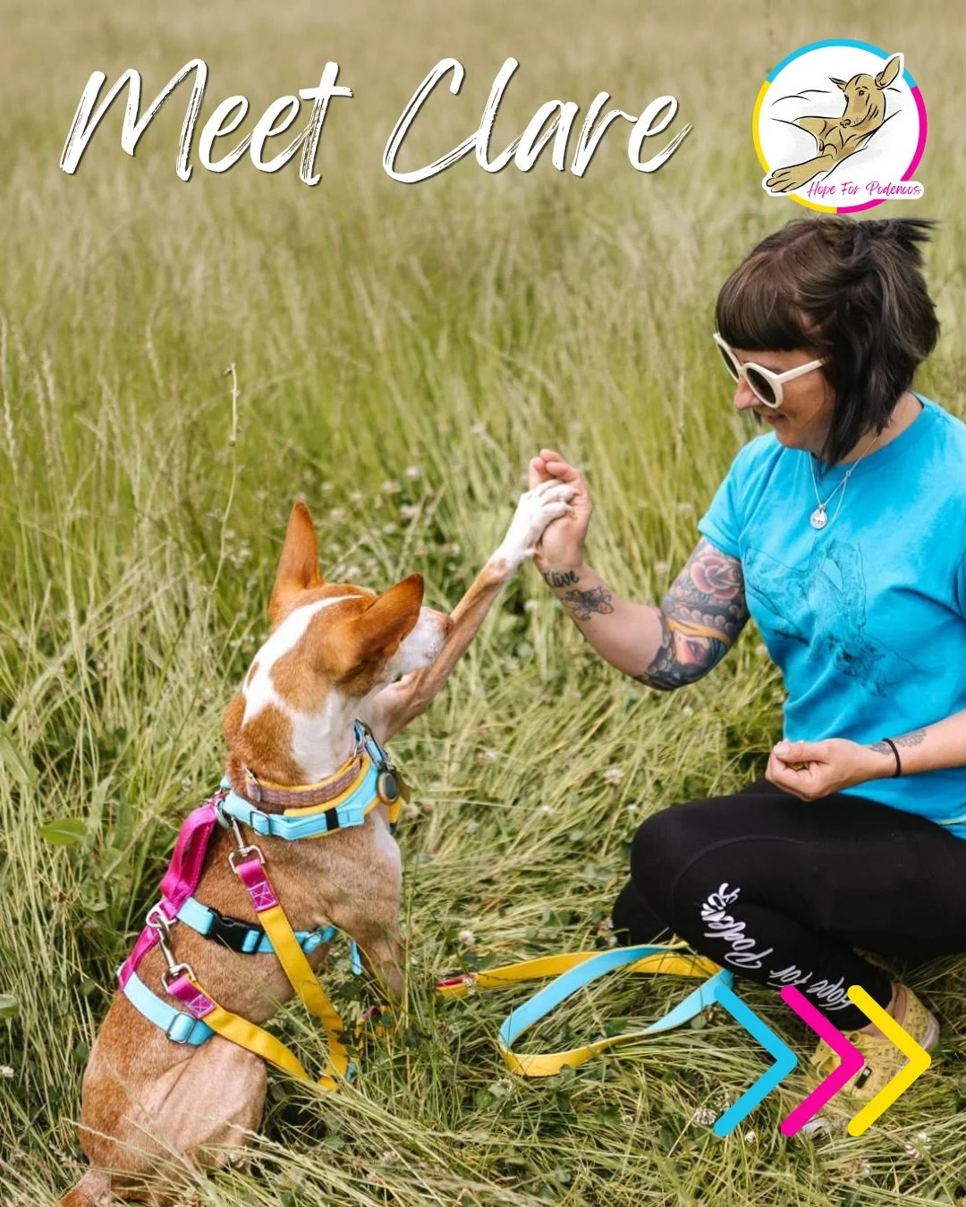 First up in our Meet the Team series is Clare 🩵🩷💛

Outside of our co-founder Steve, Clare has been part of Hope for Podencos longer than any of us.

She first came to HFP as an adopter and, not long afterwards, Irene asked her to build a new websi