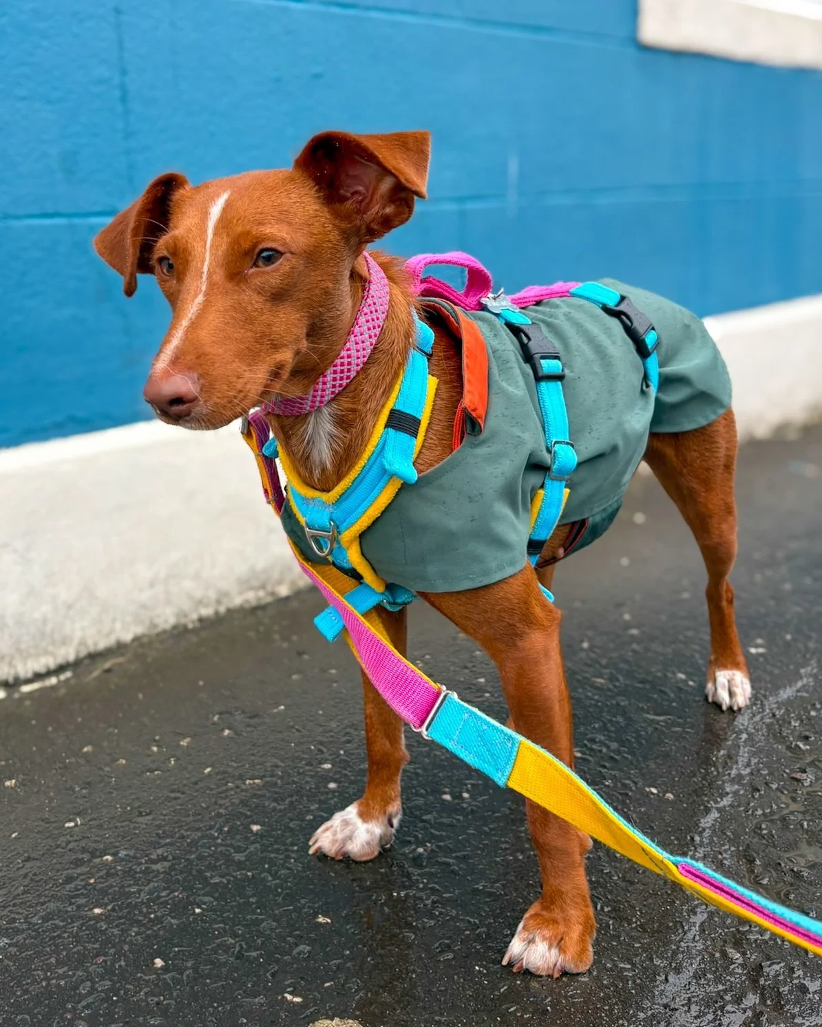 🔥 BONITA BY NAME, FIRECRACKER BY NATURE 🔥

Bonita may only be 10kg, but absolutely nobody has told her she&rsquo;s small 😂 This gorgeous little girl is a complete bundle of fun, energy, affection and personality, and she is looking for a home that