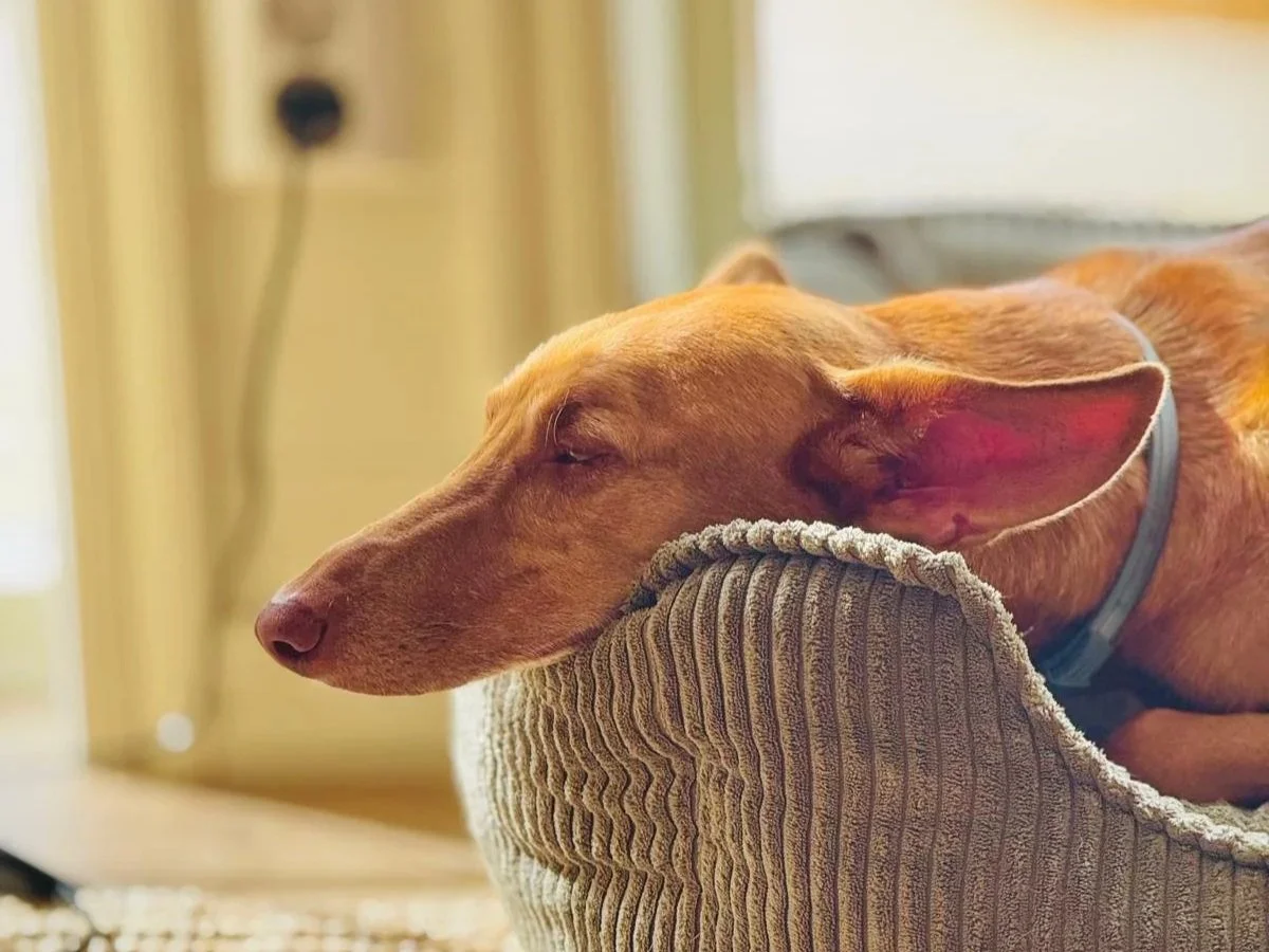 Adopting a Leish dog - Odin’s story.