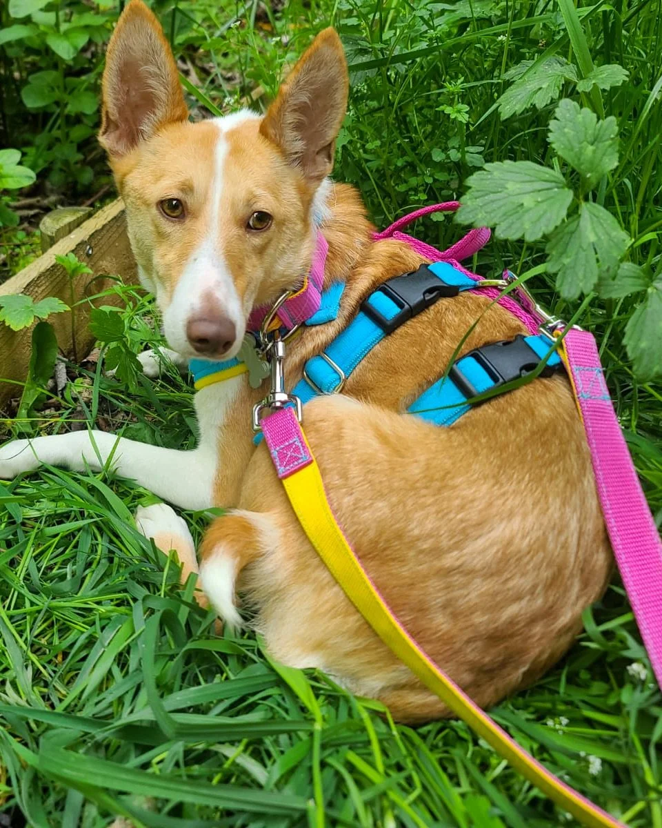Meet Yuri, who is already in the UK and is looking for a foster or adoption here.

She is a gentle and loving Podenco girl who is looking for a quieter UK home where she can finally feel safe enough to flourish. We can arrange meet and greets or tran
