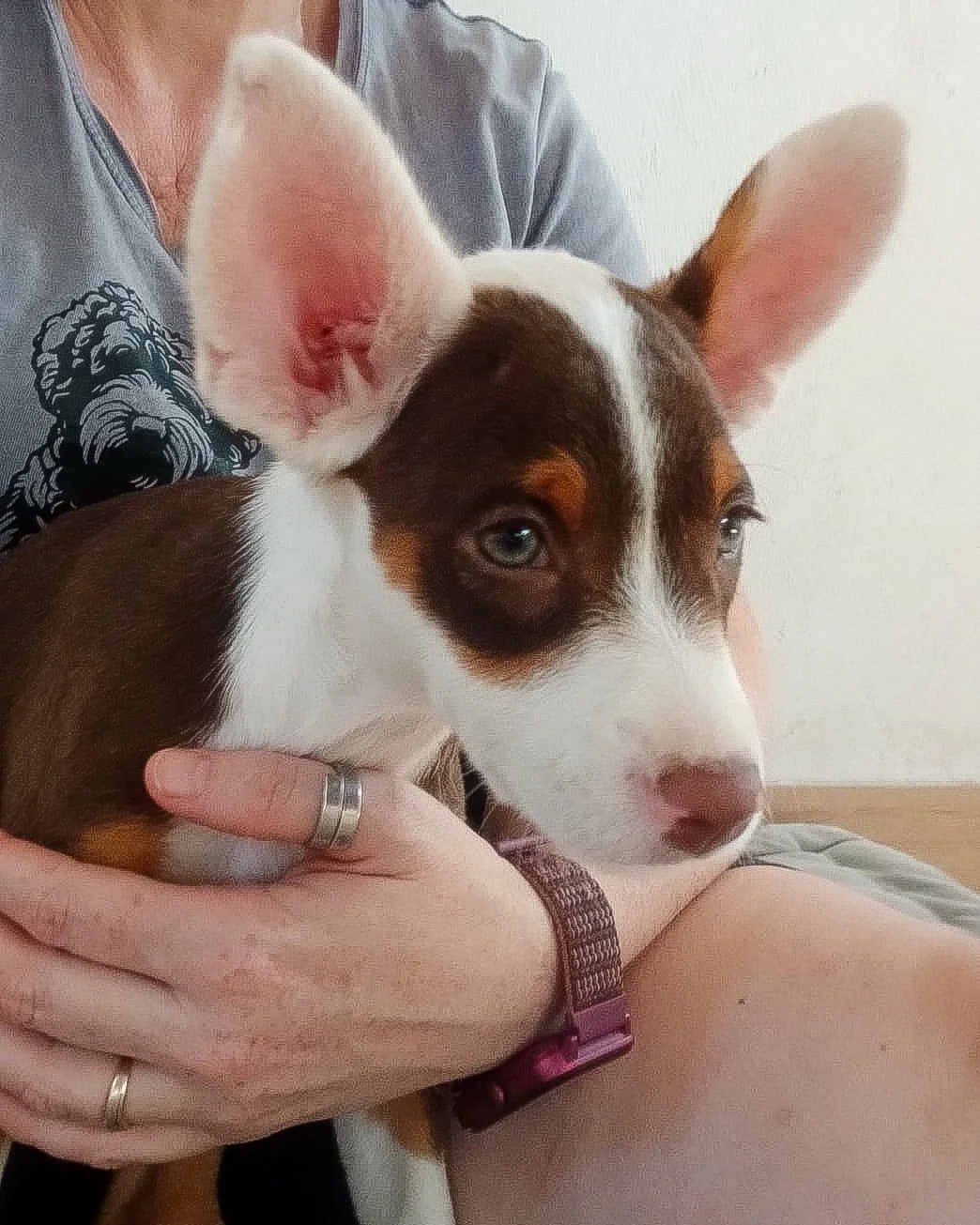 Where are all the chocolate lovers? 🍫

We don&rsquo;t often have chocolate and white Podencos in our care, but we seem to have quite the collection at the moment, with puppies, Enzo, Bruma and Brinkley alongside our grown-up boy, Kai who is 2 years 