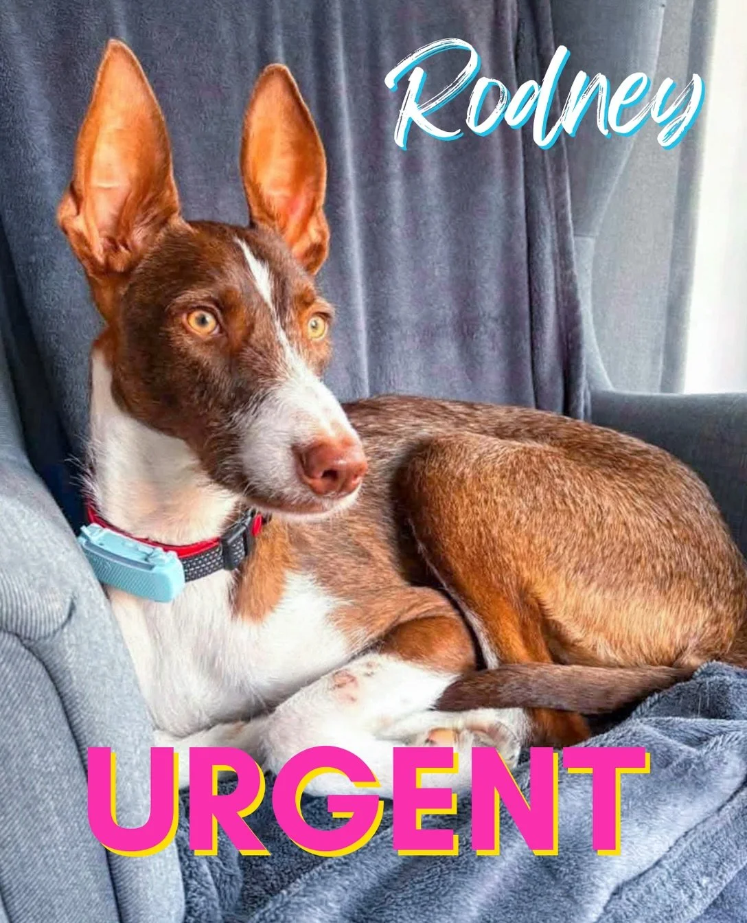 🚨URGENT🚨 RODNEY NEEDS A UK FOSTER OR ADOPTIVE HOME 🤎

You made it clear from our recent post that you love a chocolate Podenco 🍫, so we&rsquo;re hoping you&rsquo;ll help another choccy boy by sharing him too. Rodney is already in the UK, but unle