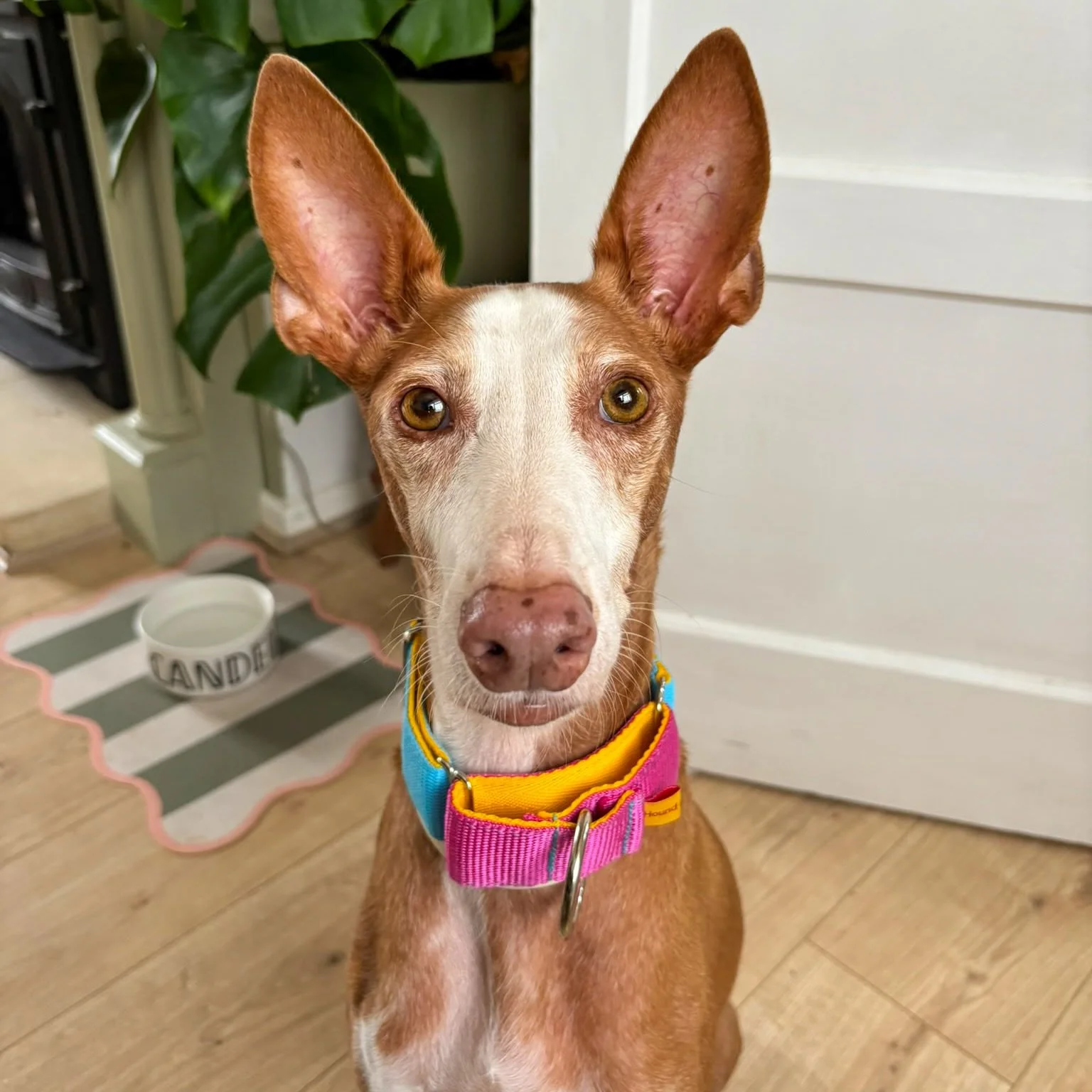 Between last weekend&rsquo;s transport and some lovely adoptions over the past month or so, we have lots of new beginnings to celebrate at Hope for Podencos 🩷💛🩵

Last weekend, our five Peaky Blinders pups, Esme, Ruby (now Rumi), Ada, Shelby (now E