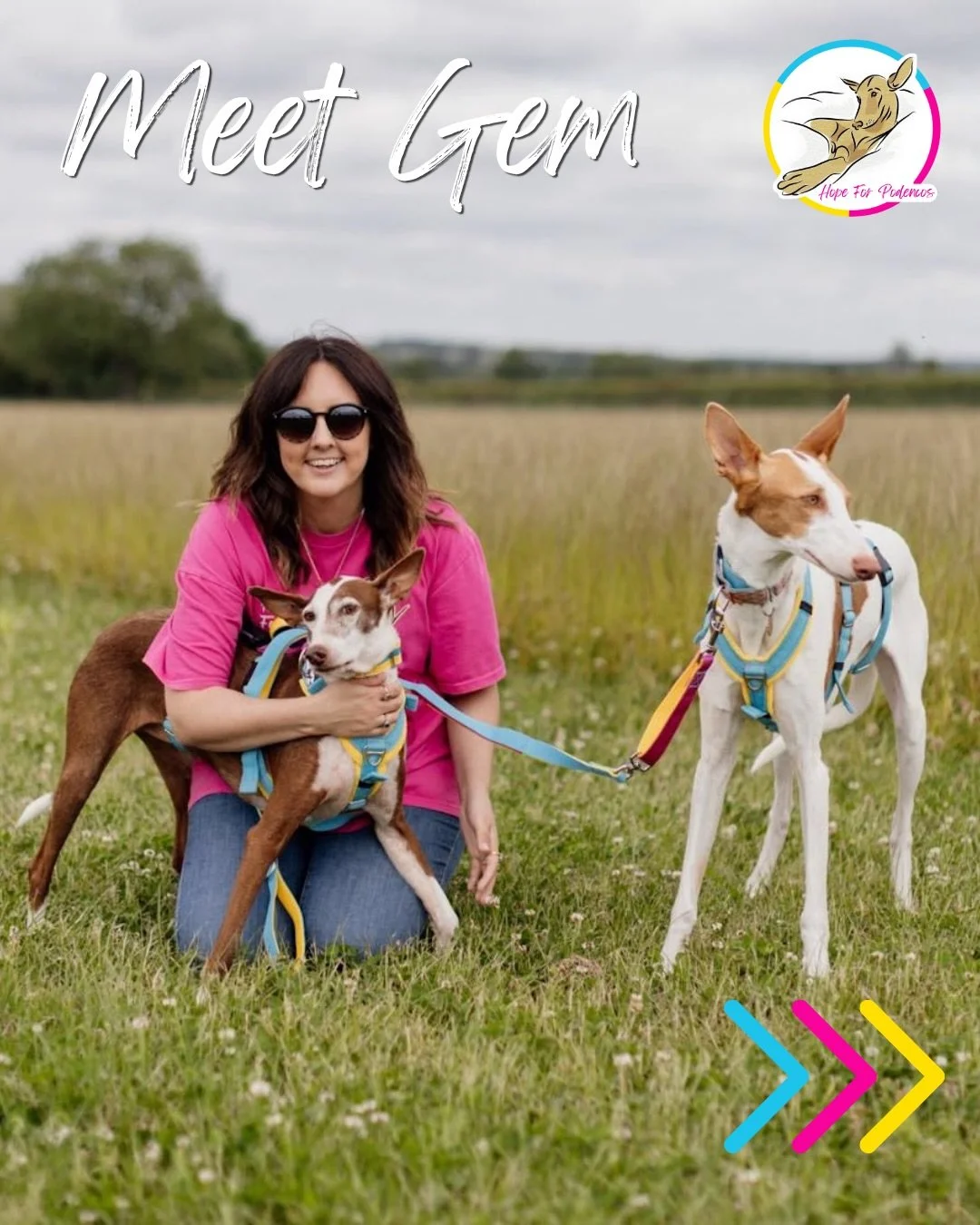 Last up in our Meet the Team series is me, Gem 🩷🩵💛

My love of Podencos started with a completely chance encounter with an Ibizan Hound at Discover Dogs, which sent me down a rabbit hole of learning more about the breed and, very quickly, the real