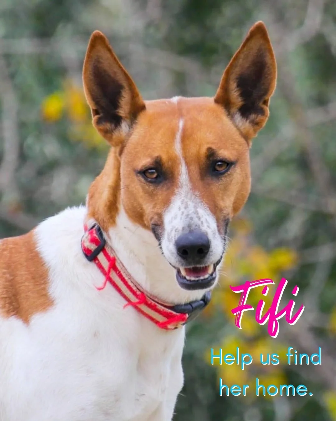 ❤️ Two incredible dogs. Two uncomplicated wish lists. And one word that seems to be making people scroll past them.

Fifi and Foley are both waiting for their chance, and we can&rsquo;t help wondering if things would be different without the word &ls