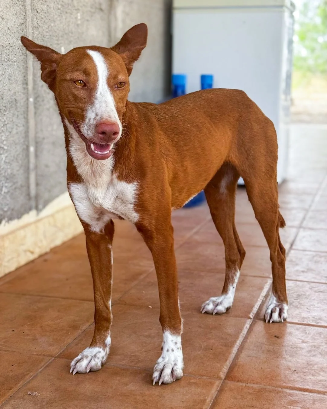 🧡 A playful spirit, a cheeky streak and a smile all of her own. Who&rsquo;s got a Rusty-shaped space in their life?

Our lovely Rusty is coming up to three years old and has already had a little taste of home life. Now we want to help her find somew