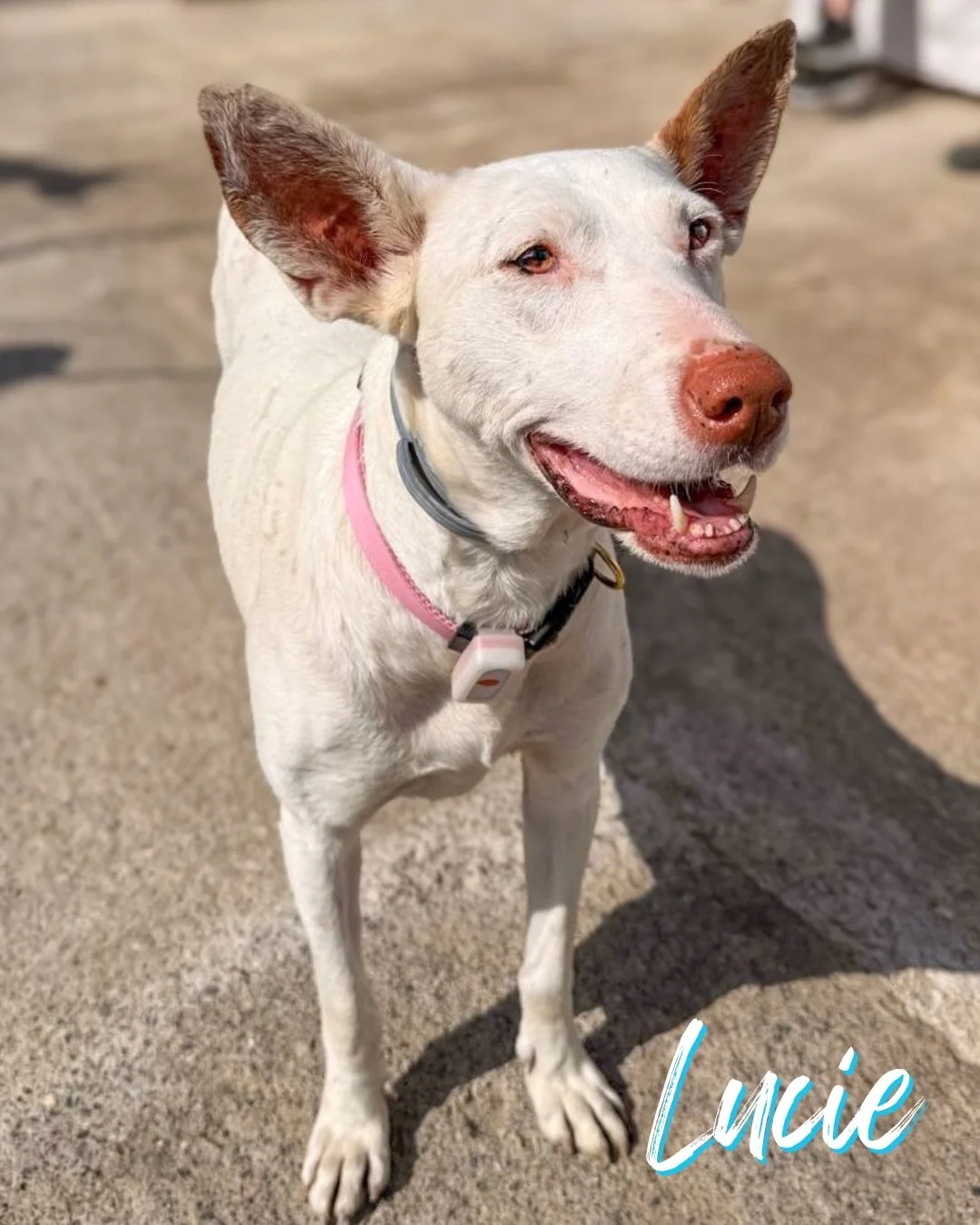 🐾 ONE SPOT LEFT on our transport arriving in the UK on 17th October 🐾

Just one space left, and one of these lucky seven could be on it! 🚚 If you&rsquo;re ready to adopt and any of these pods has caught your eye, let us know today! 🩷🩵💛

1. Luci
