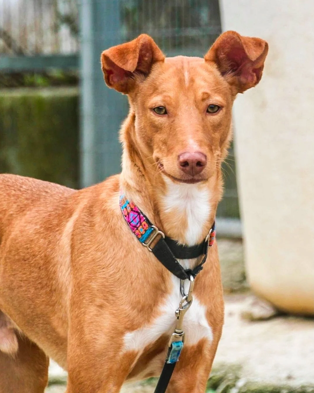 Tin Tin would like to make one thing very clear: there is always time for tennis balls. 🎾😂

Swipe through for a glimpse of this gorgeous boy in his element. A ball to play with, canine friends around him and the chance to have some fun bring out hi