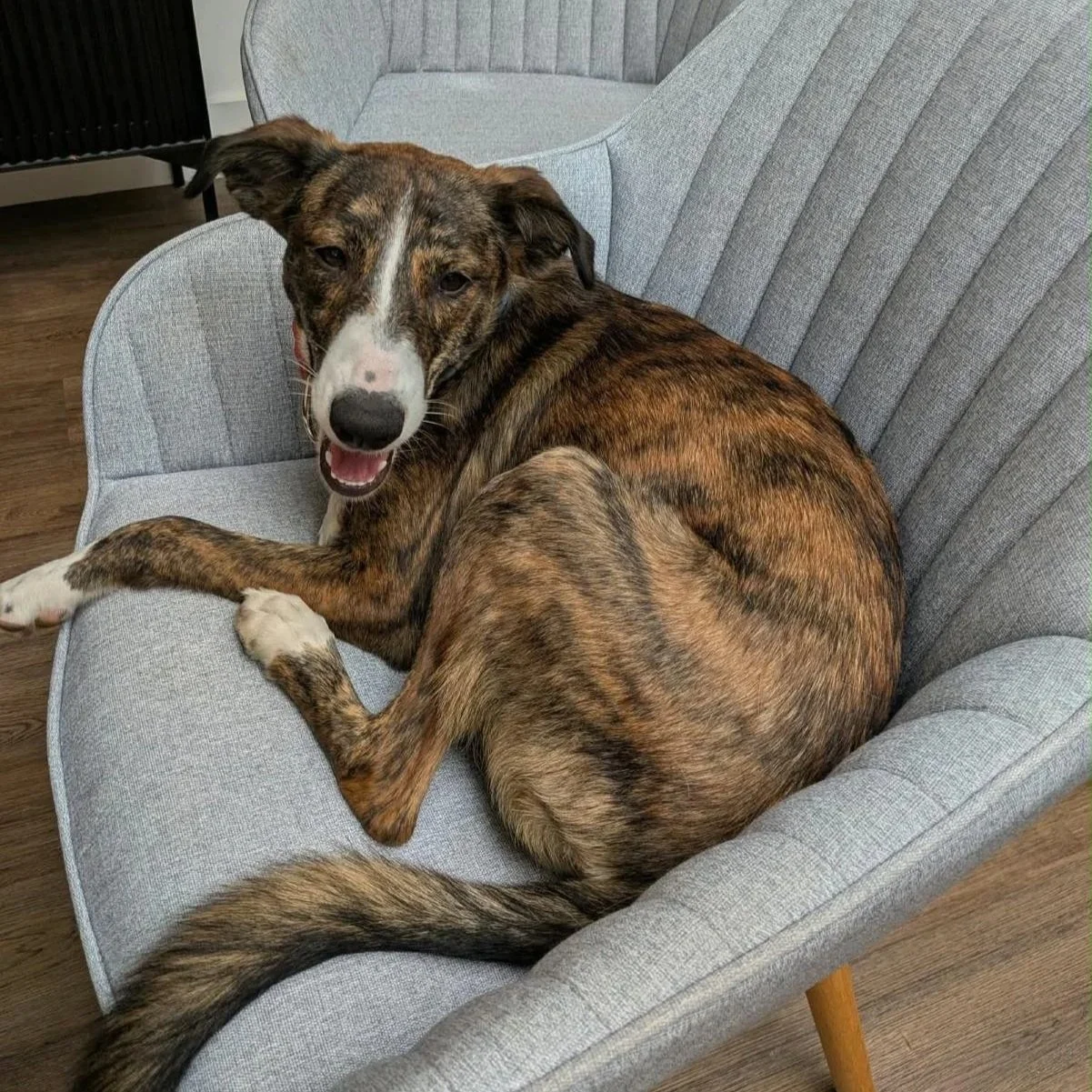 RUMI (Ruby)