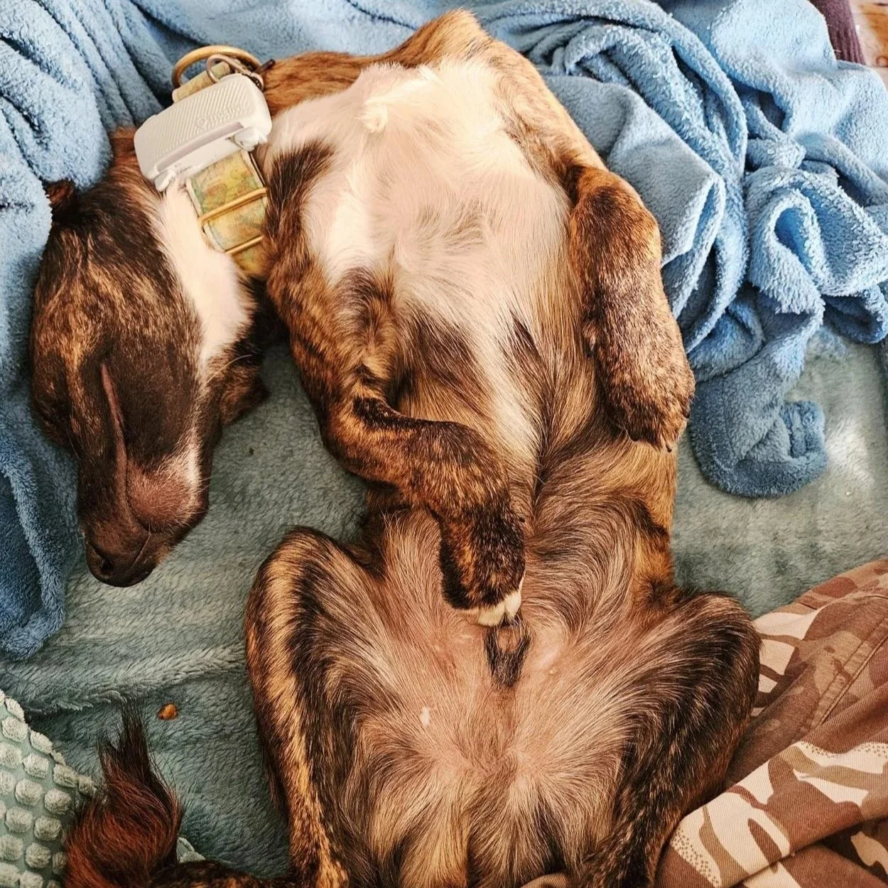 EMBER (Shelby)